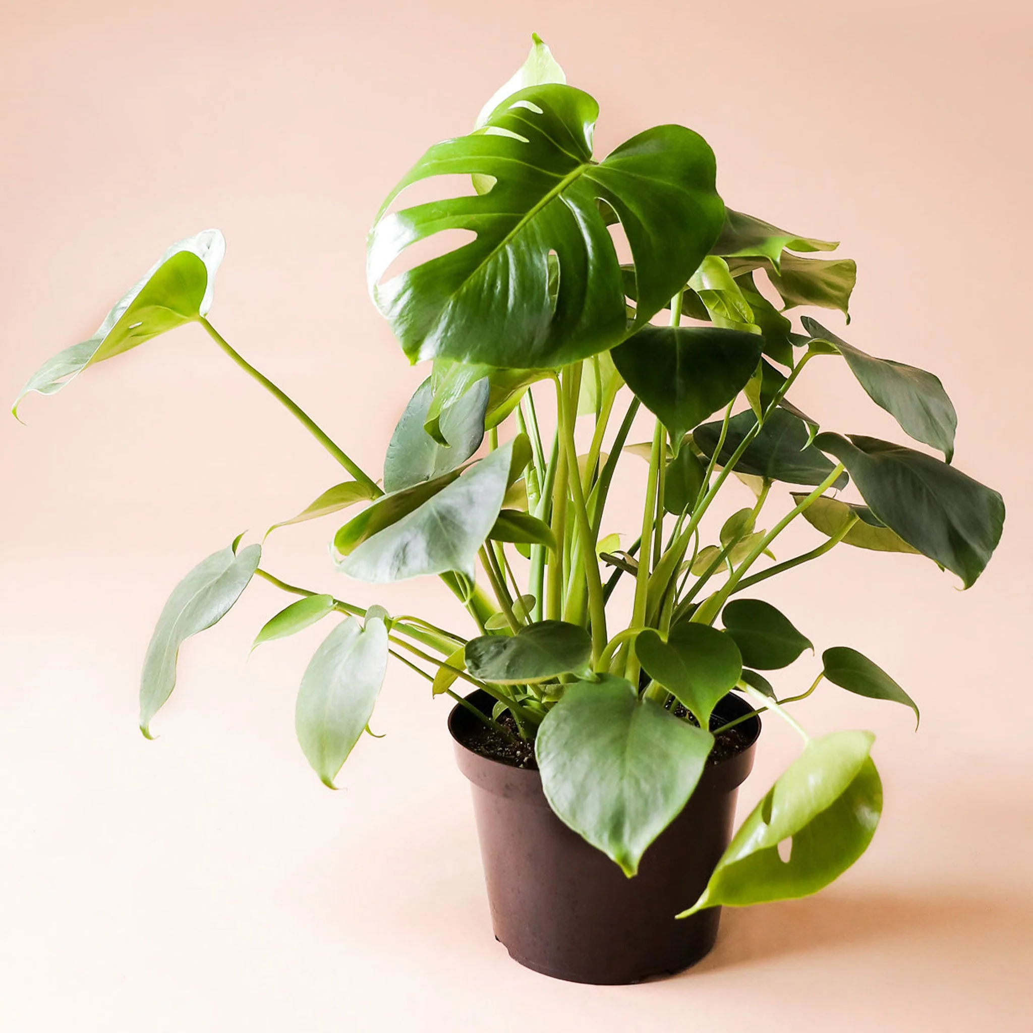 Monstera | Deliciosa - Image 17