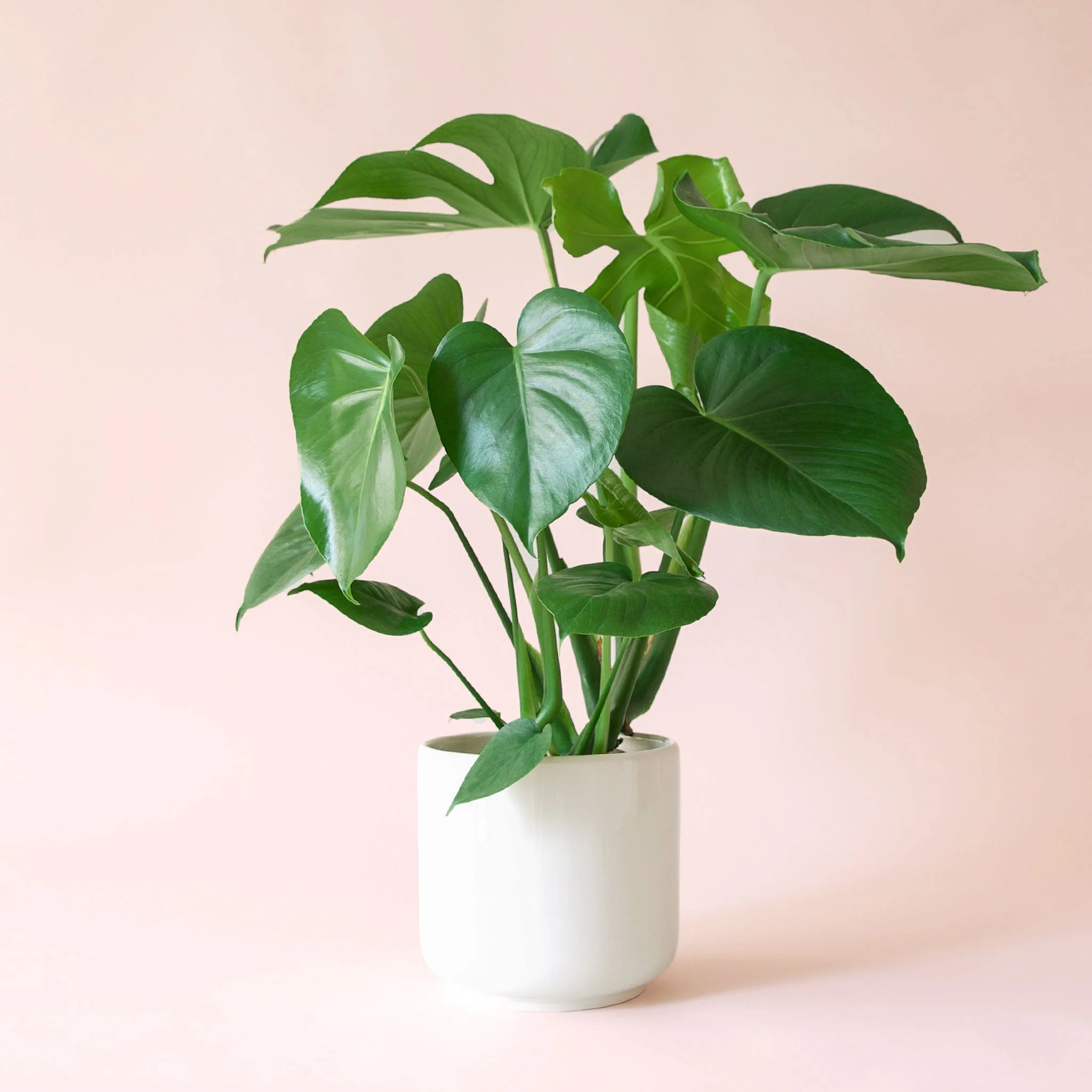 Monstera | Deliciosa - Image 3