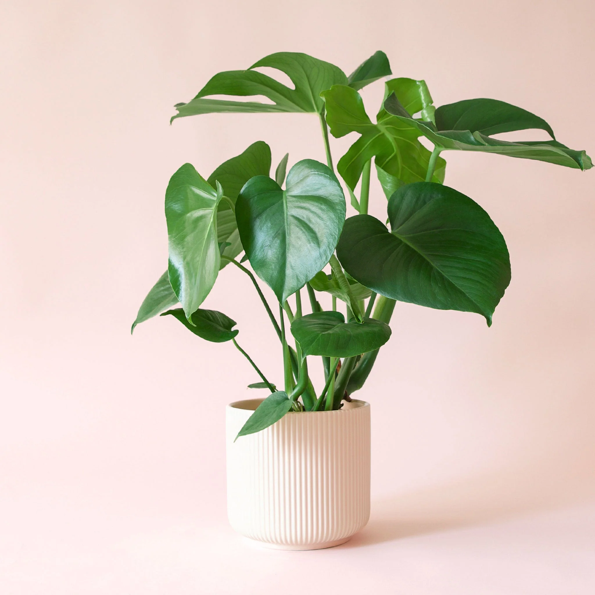 Monstera | Deliciosa - Image 4