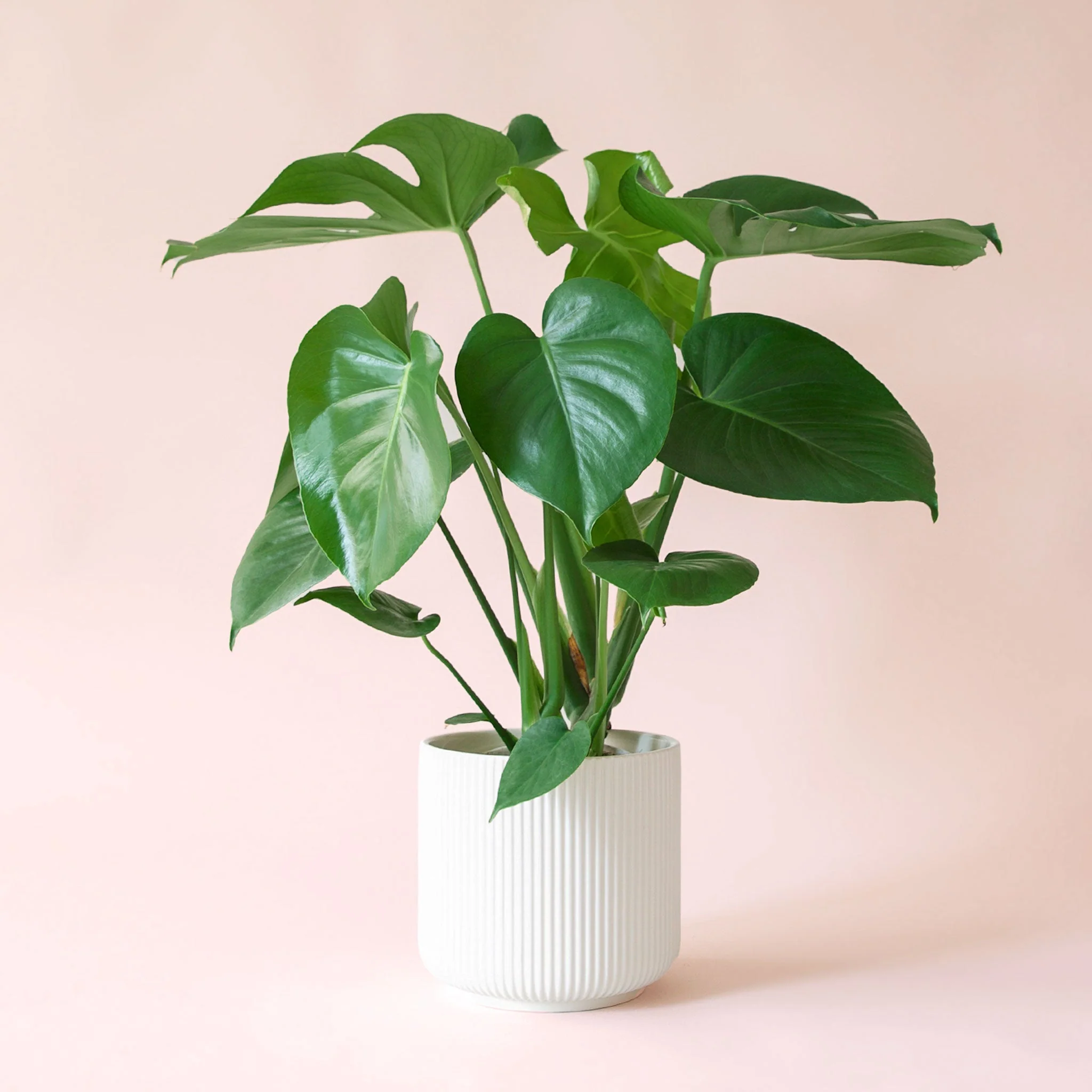 Monstera | Deliciosa - Image 6