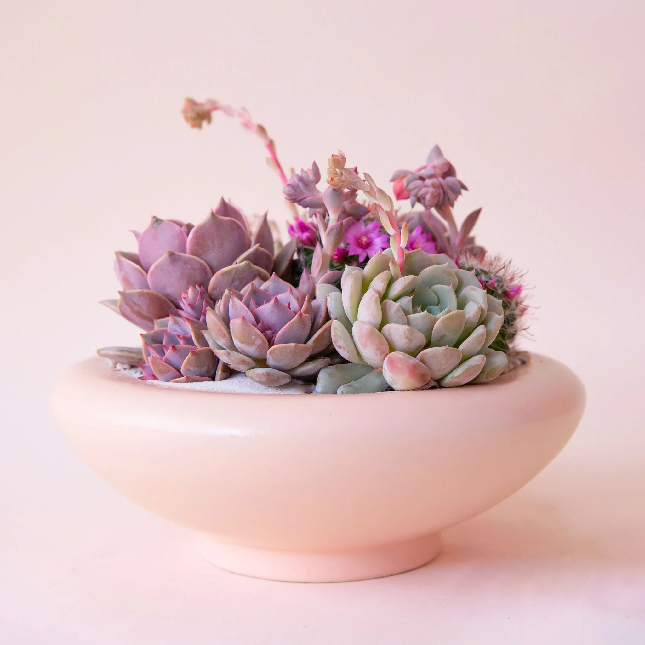 Birdie Bowl | Petal Pink - Image 5