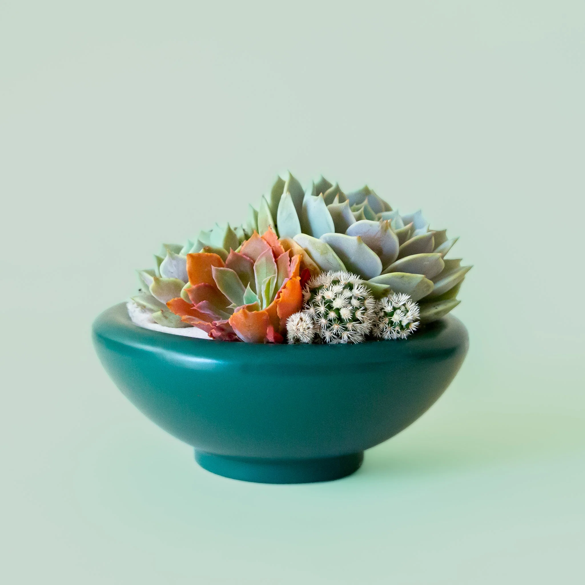 Birdie Bowl | Rainforest - Image 3