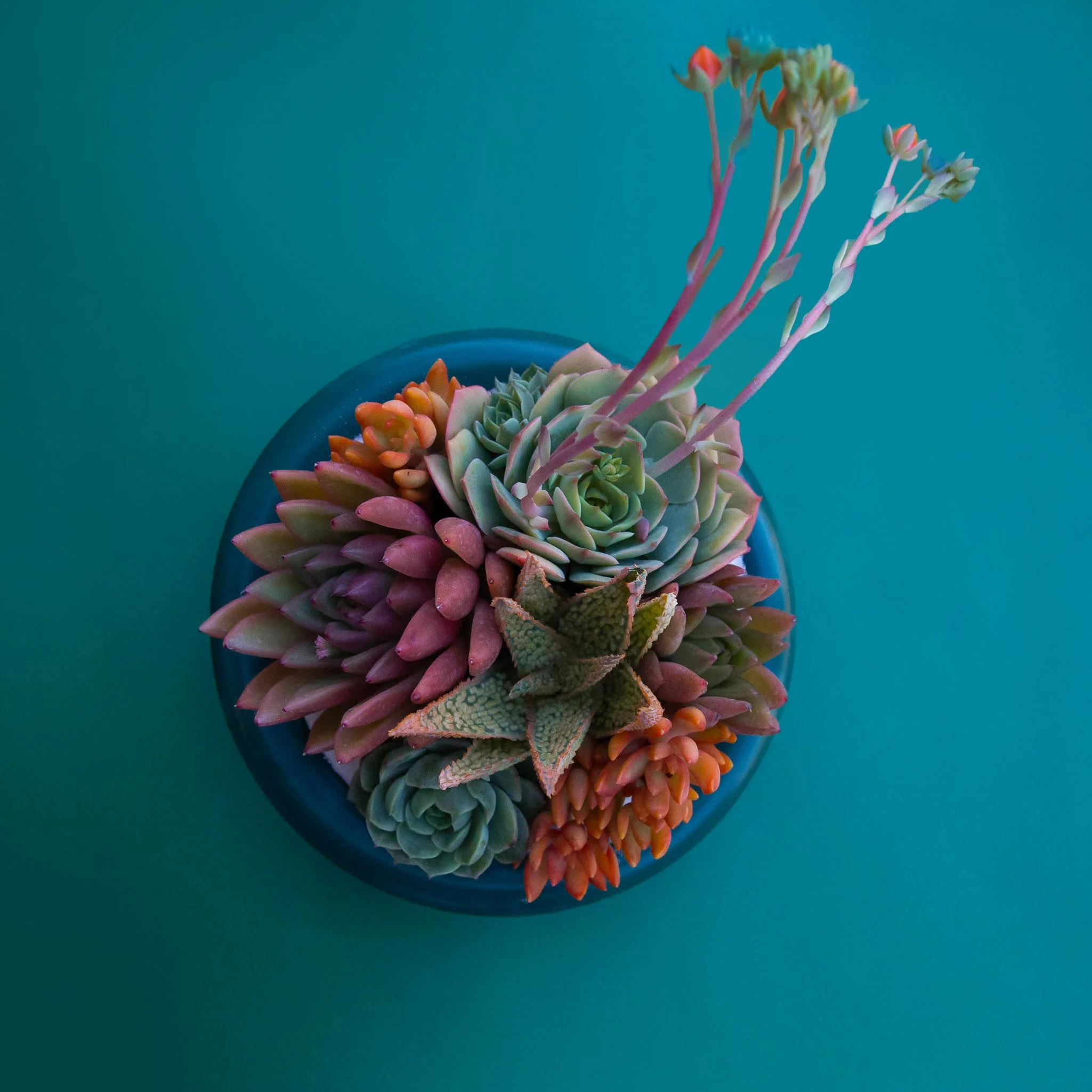 Birdie Bowl | Rainforest - Image 5