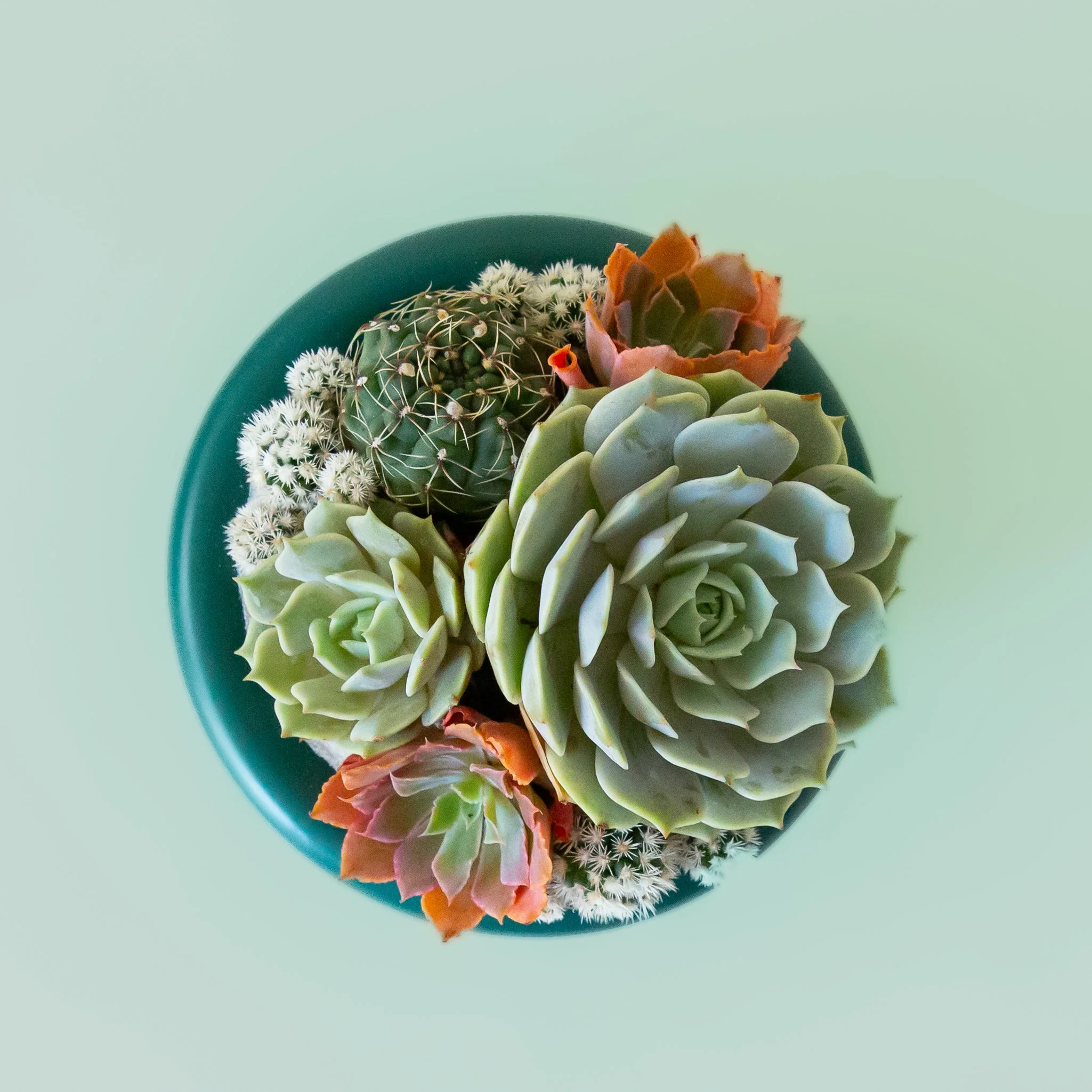 Birdie Bowl | Rainforest - Image 6