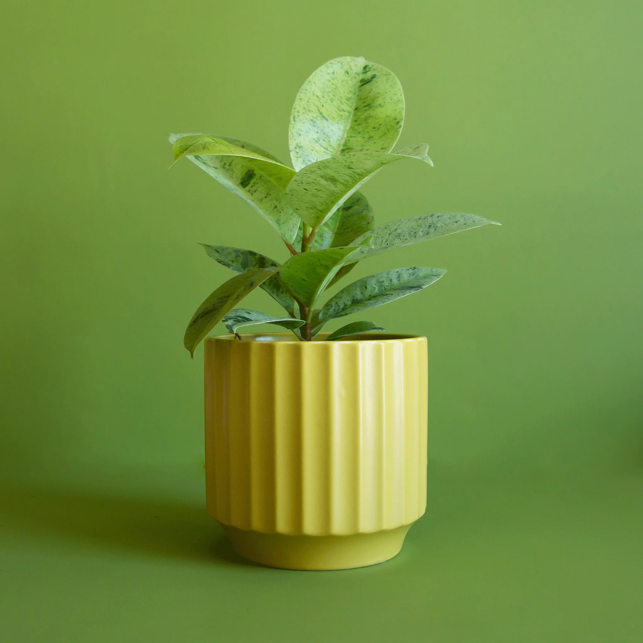 Monroe Planter | Palm - Image 3