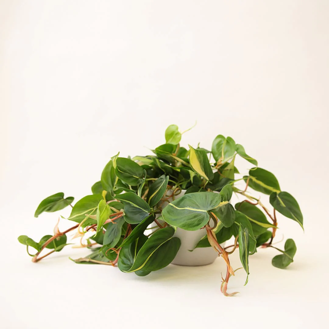 Philodendron | Brasil - Image 3