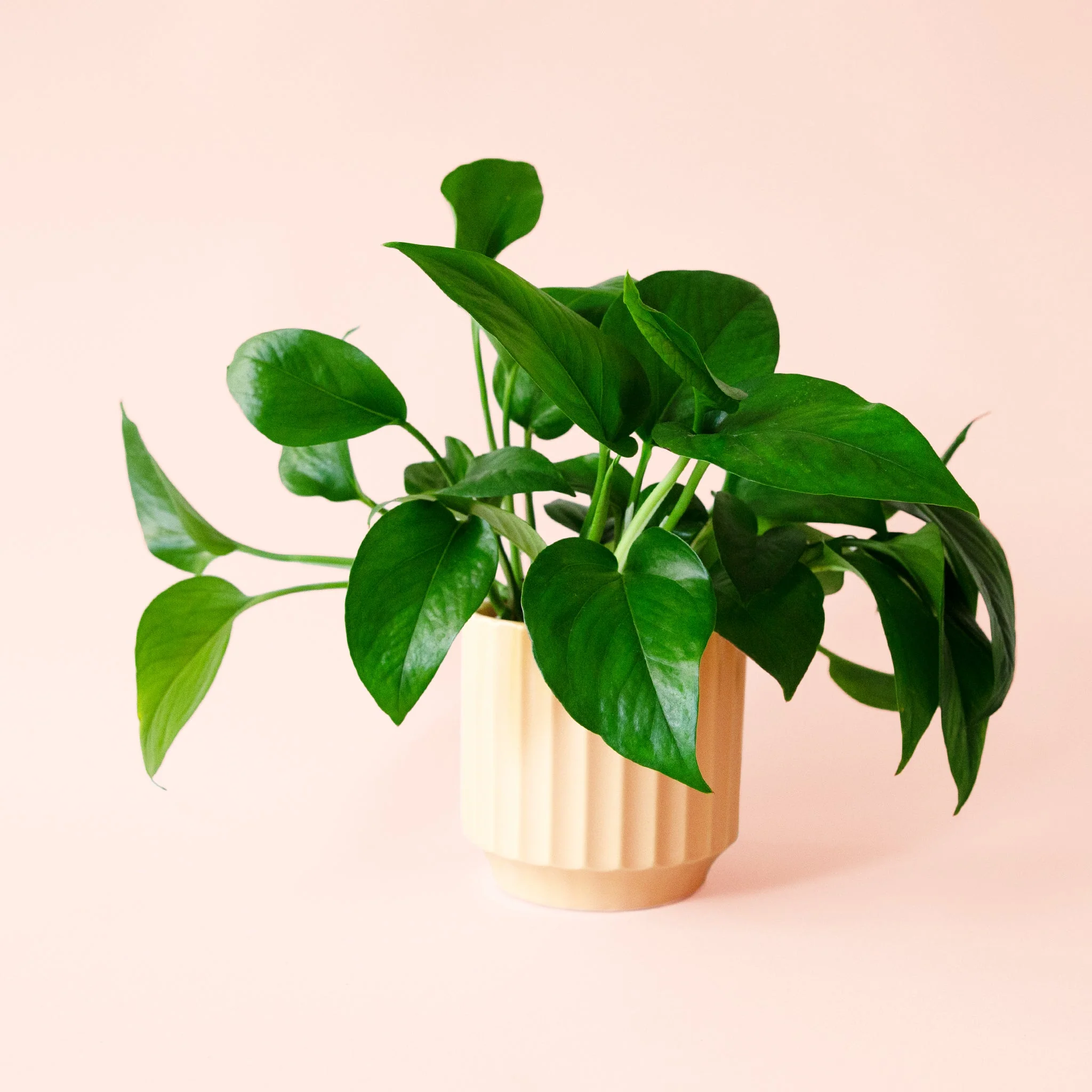 Pothos | Green - Image 10