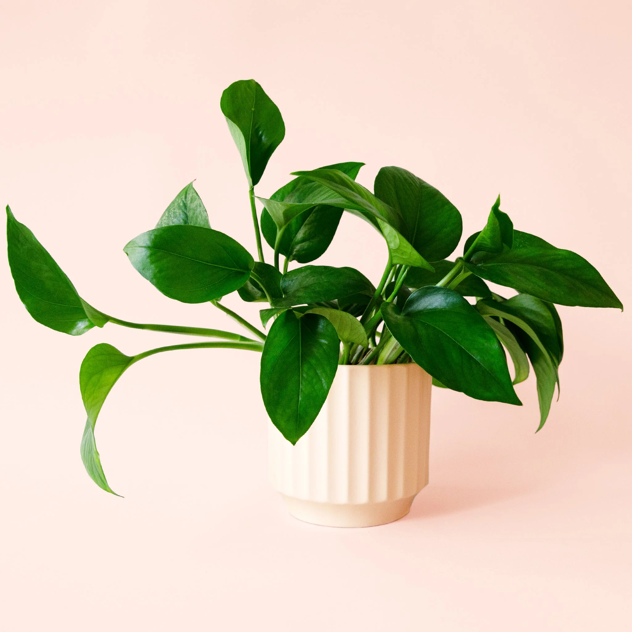 Pothos | Green - Image 11