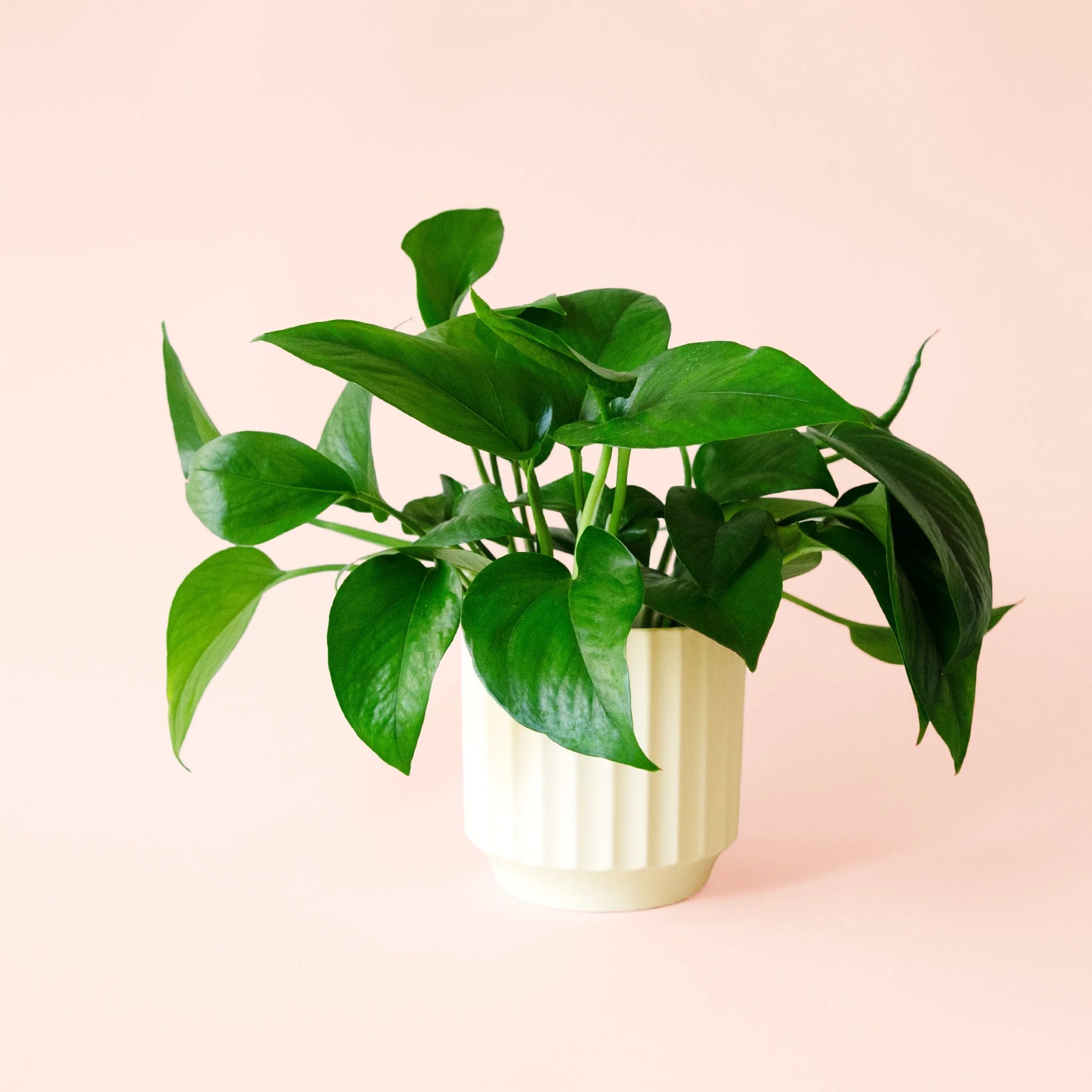 Pothos | Green - Image 12
