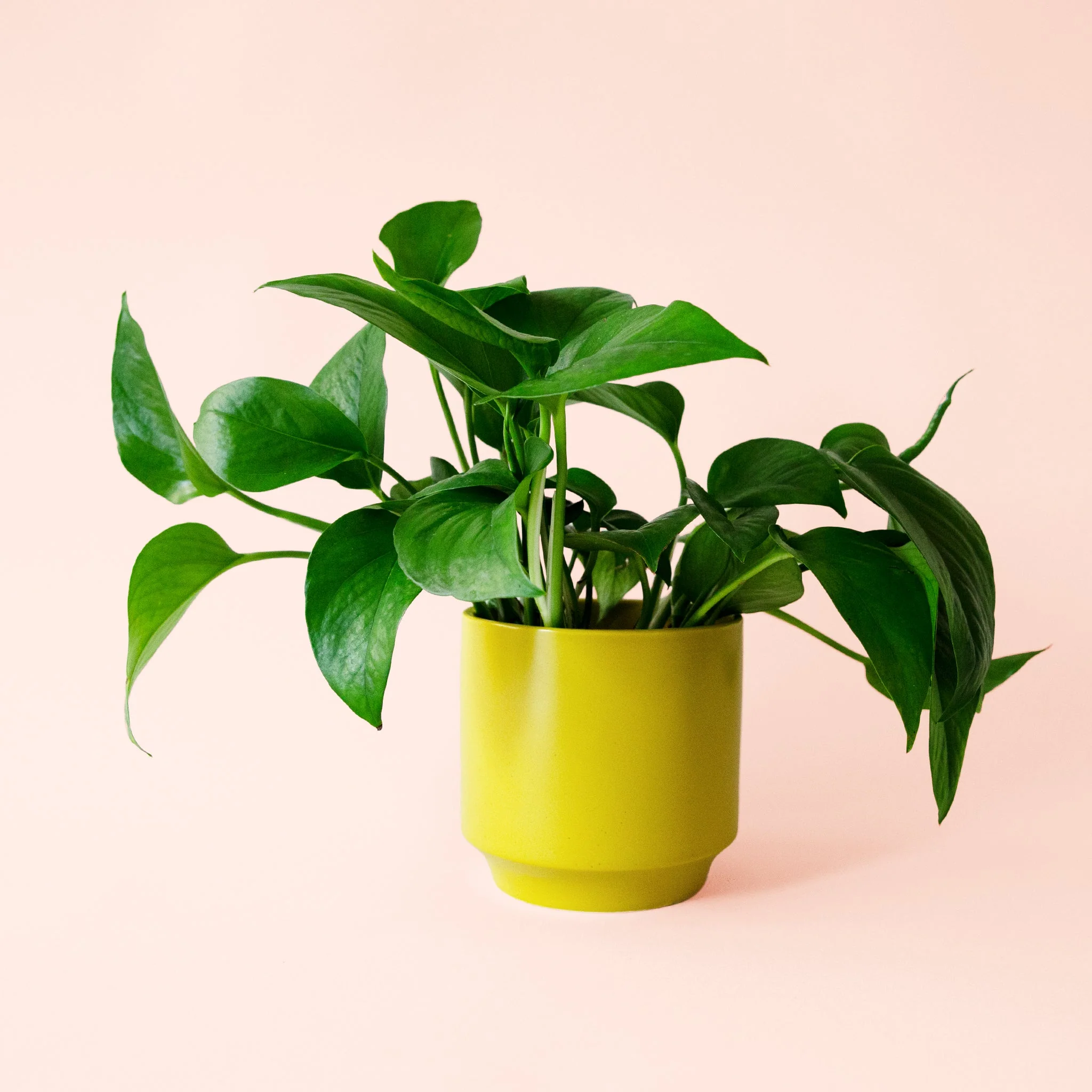 Pothos | Green - Image 13