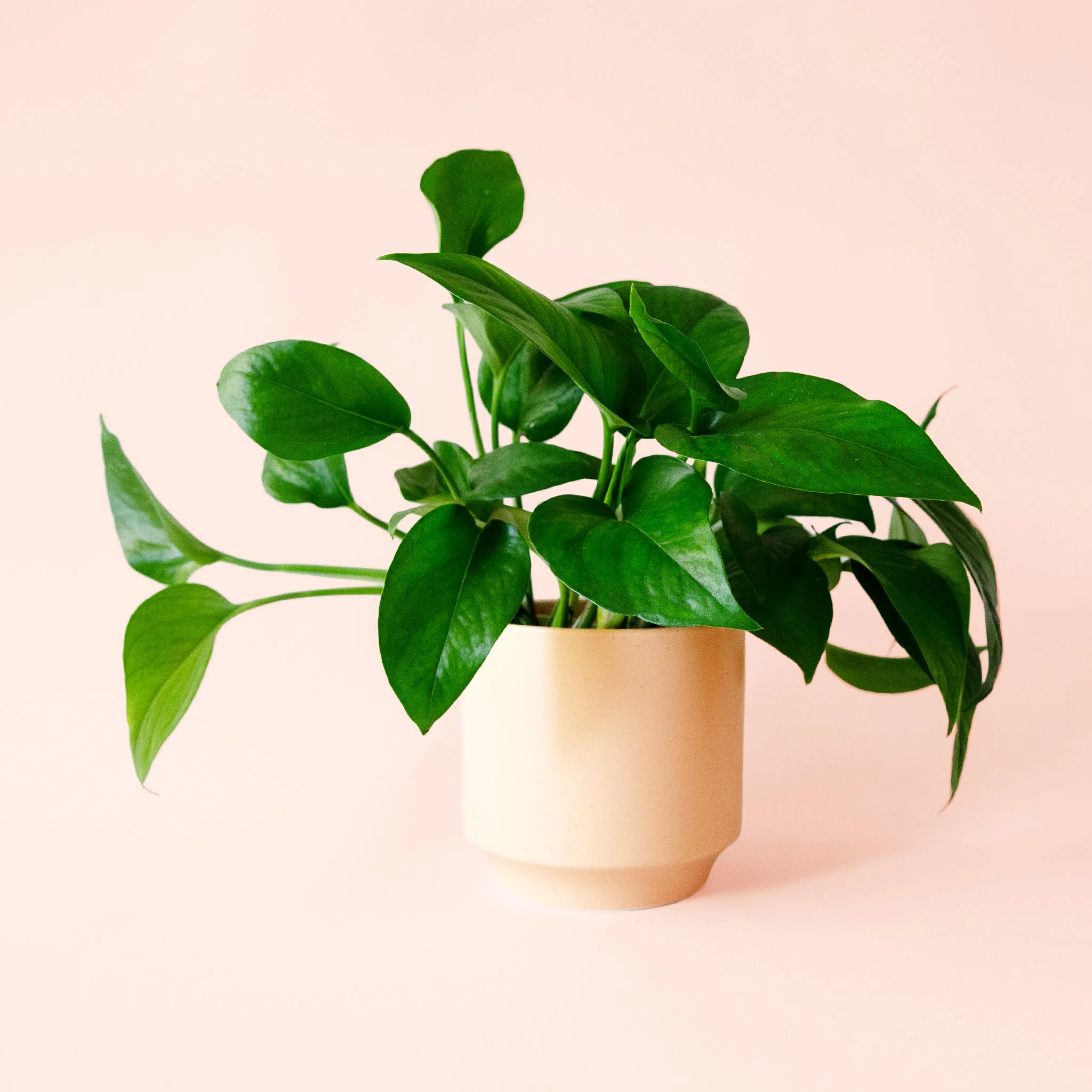 Pothos | Green - Image 14