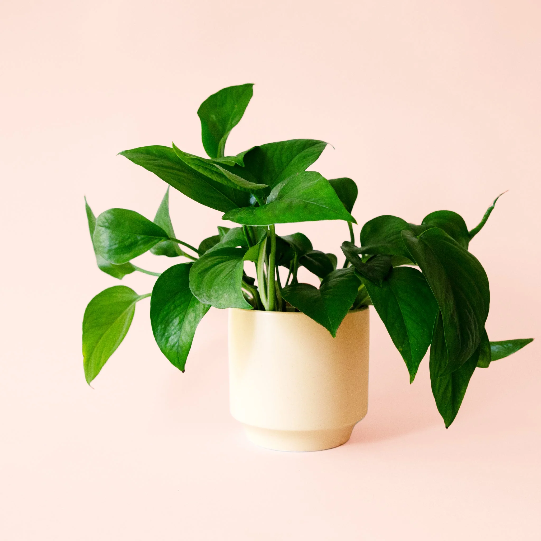 Pothos | Green - Image 15