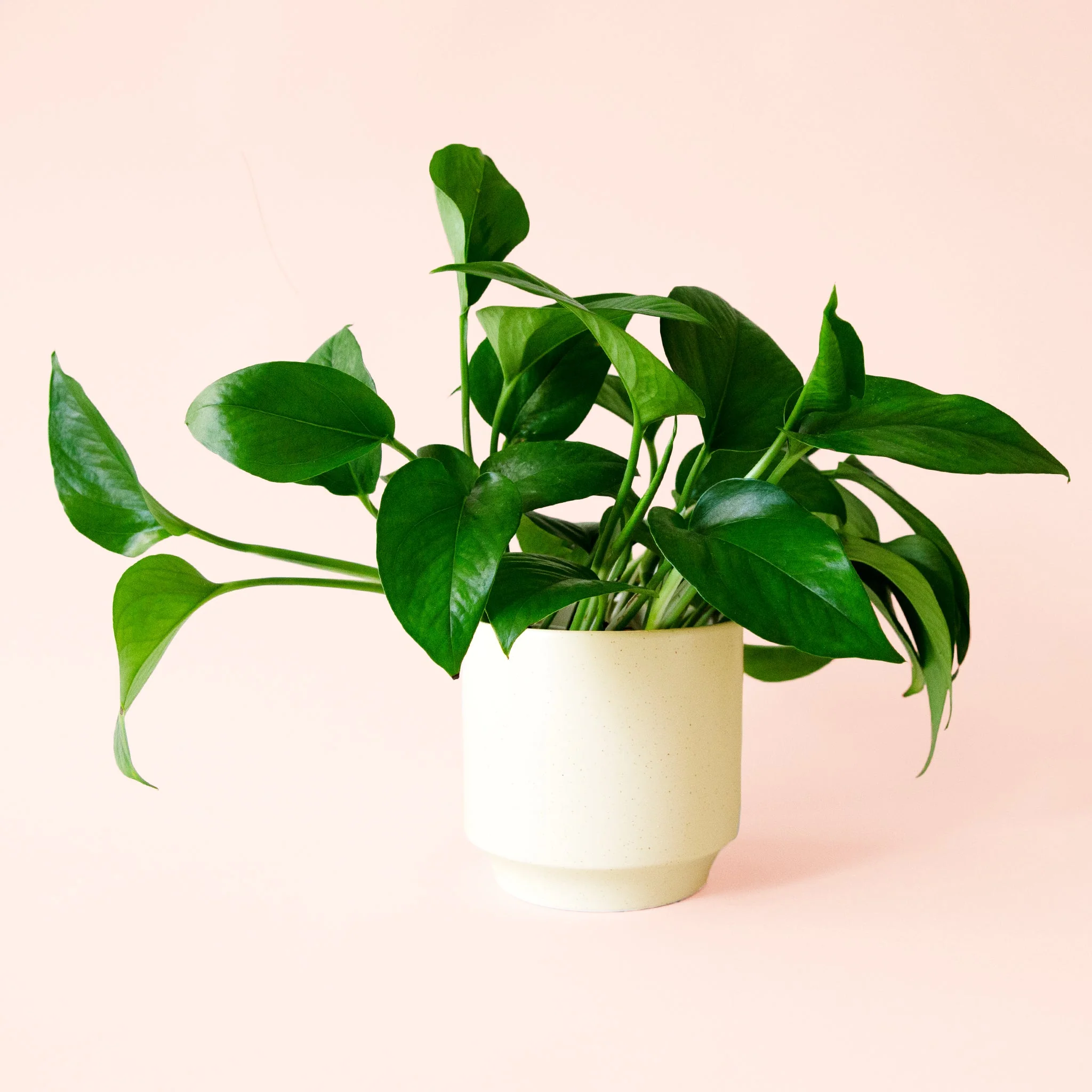 Pothos | Green - Image 16