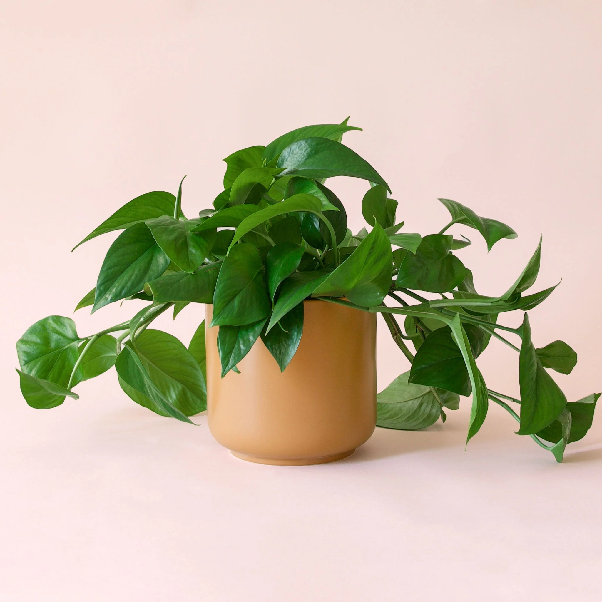Pothos | Green - Image 17