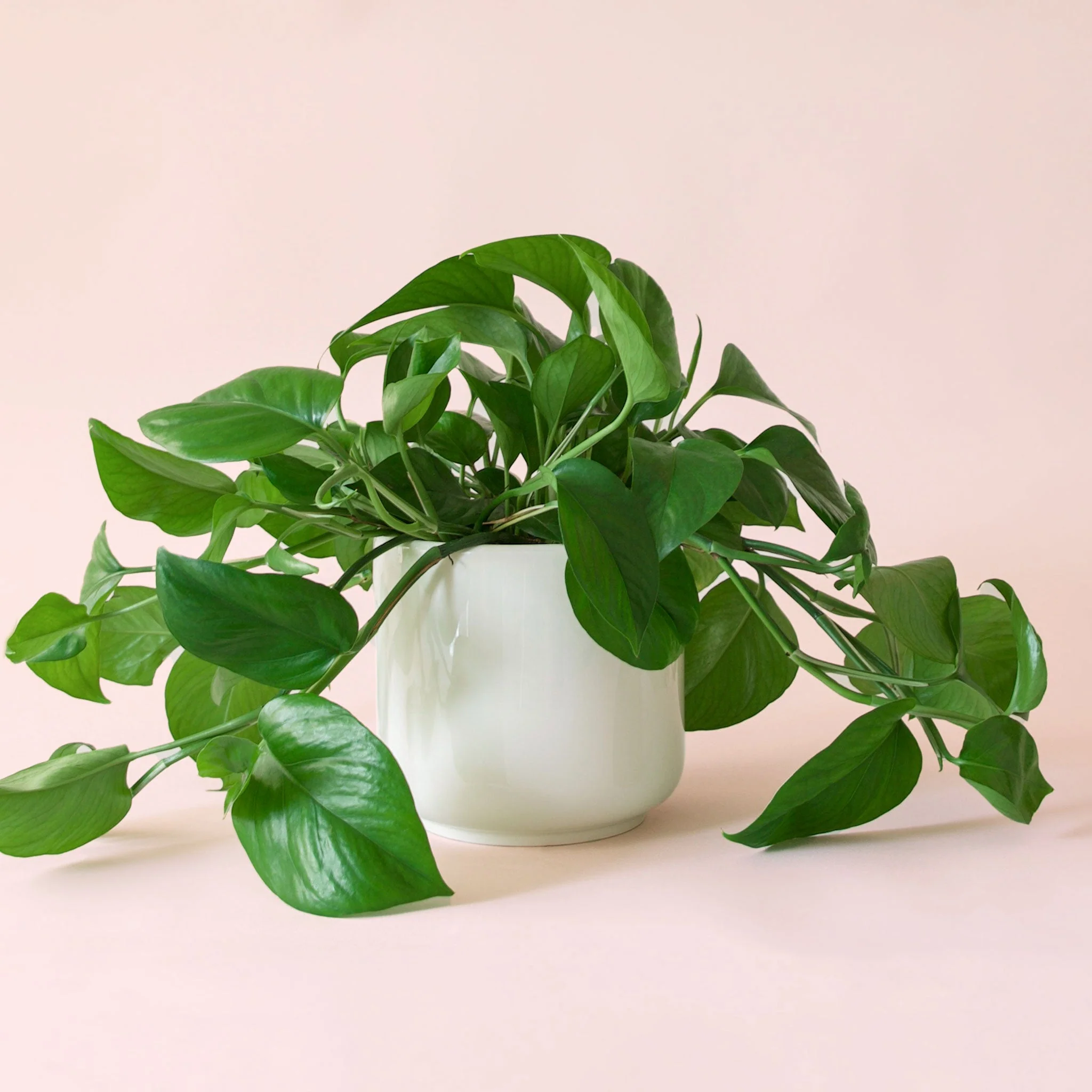 Pothos | Green - Image 18