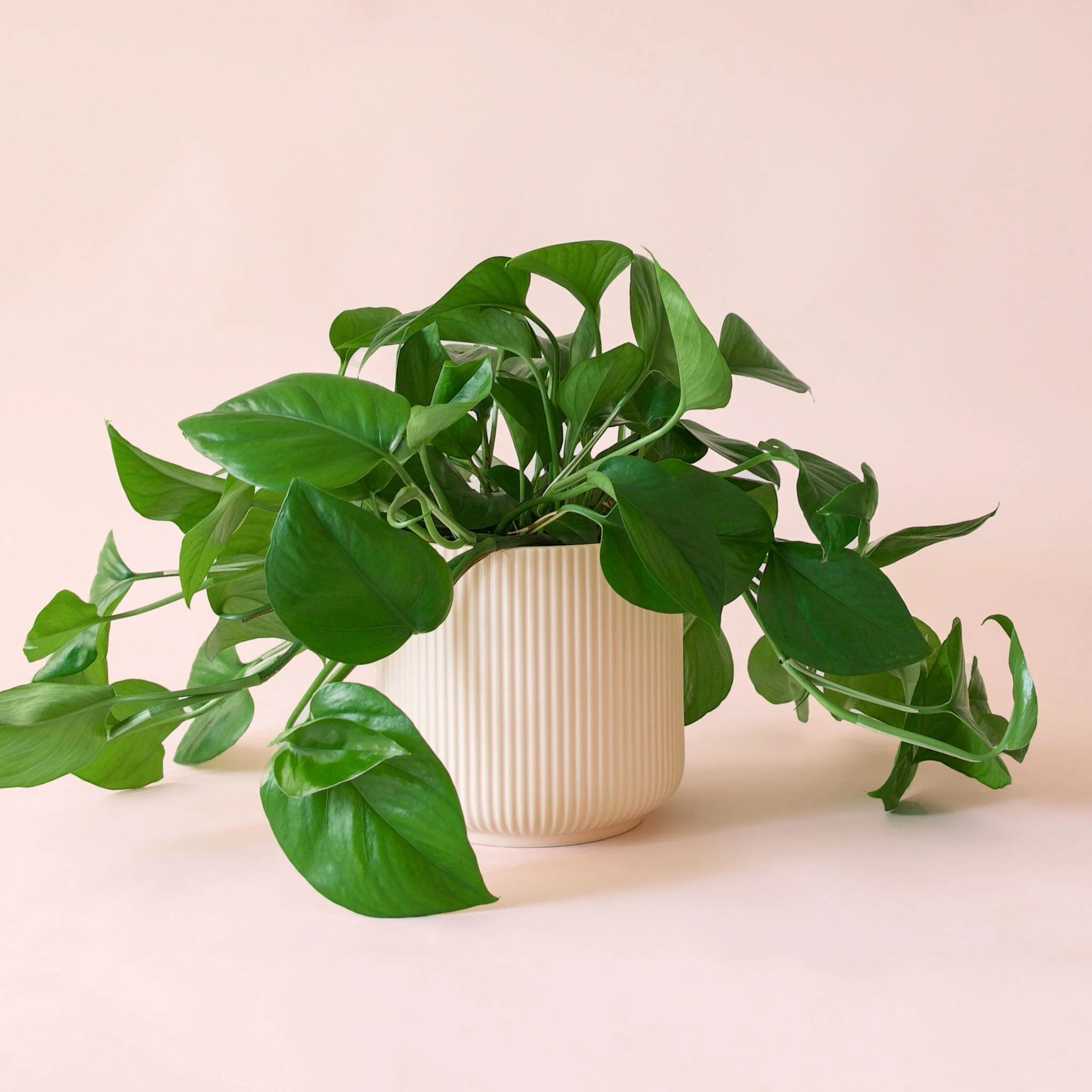 Pothos | Green - Image 19