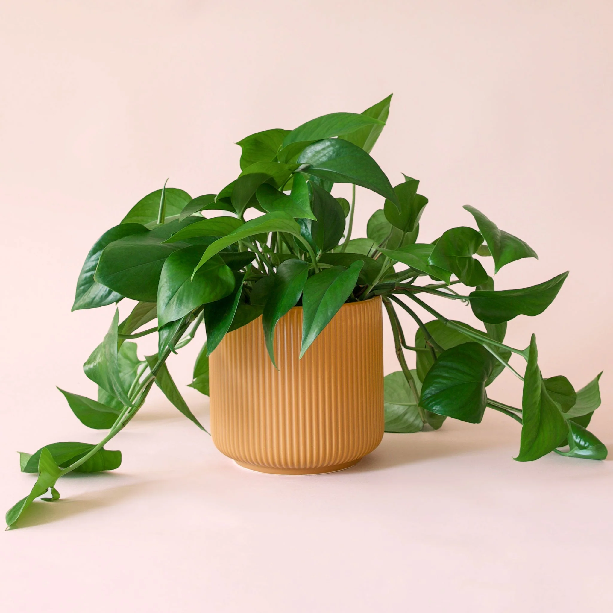 Pothos | Green - Image 20