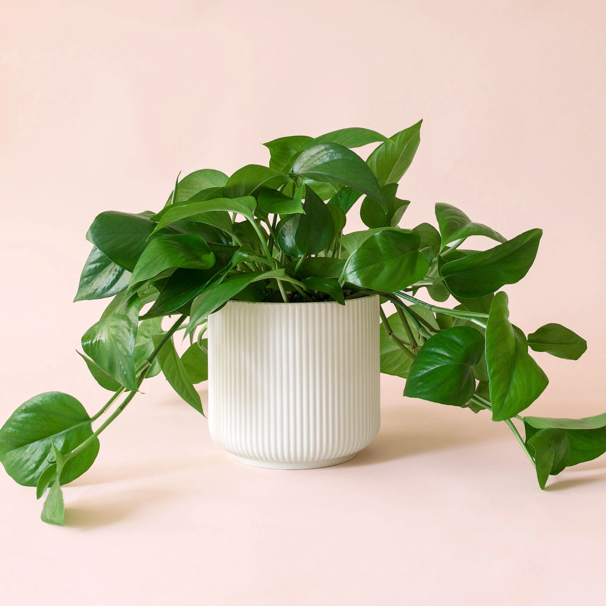 Pothos | Green - Image 21