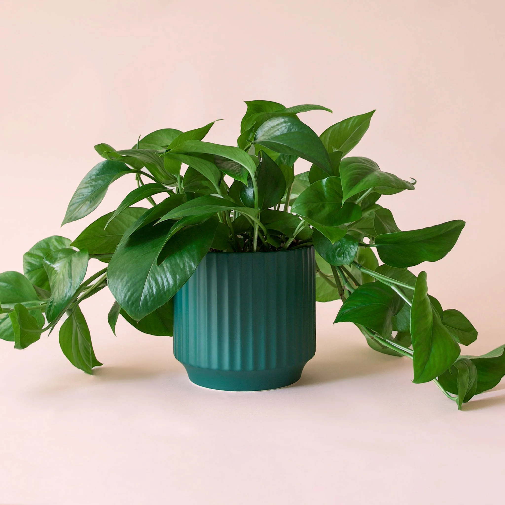 Pothos | Green - Image 22