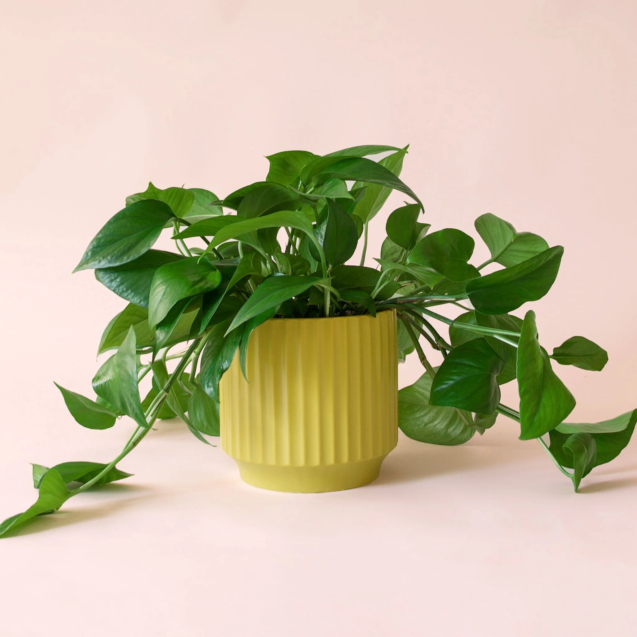 Pothos | Green - Image 23