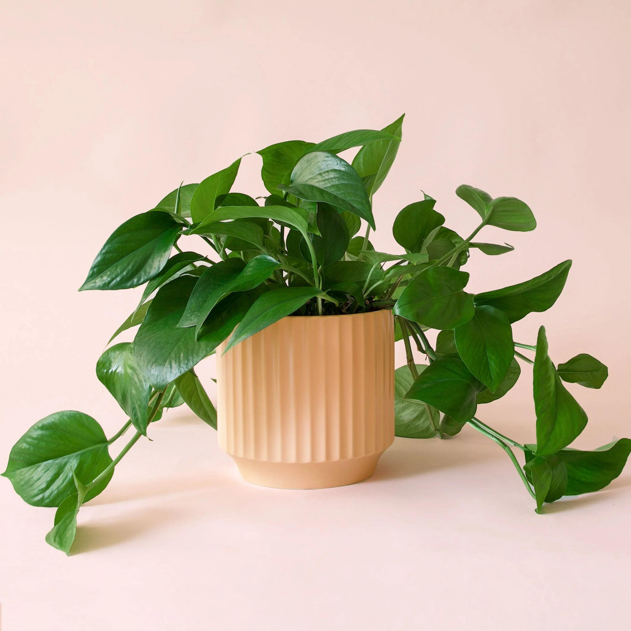 Pothos | Green - Image 24