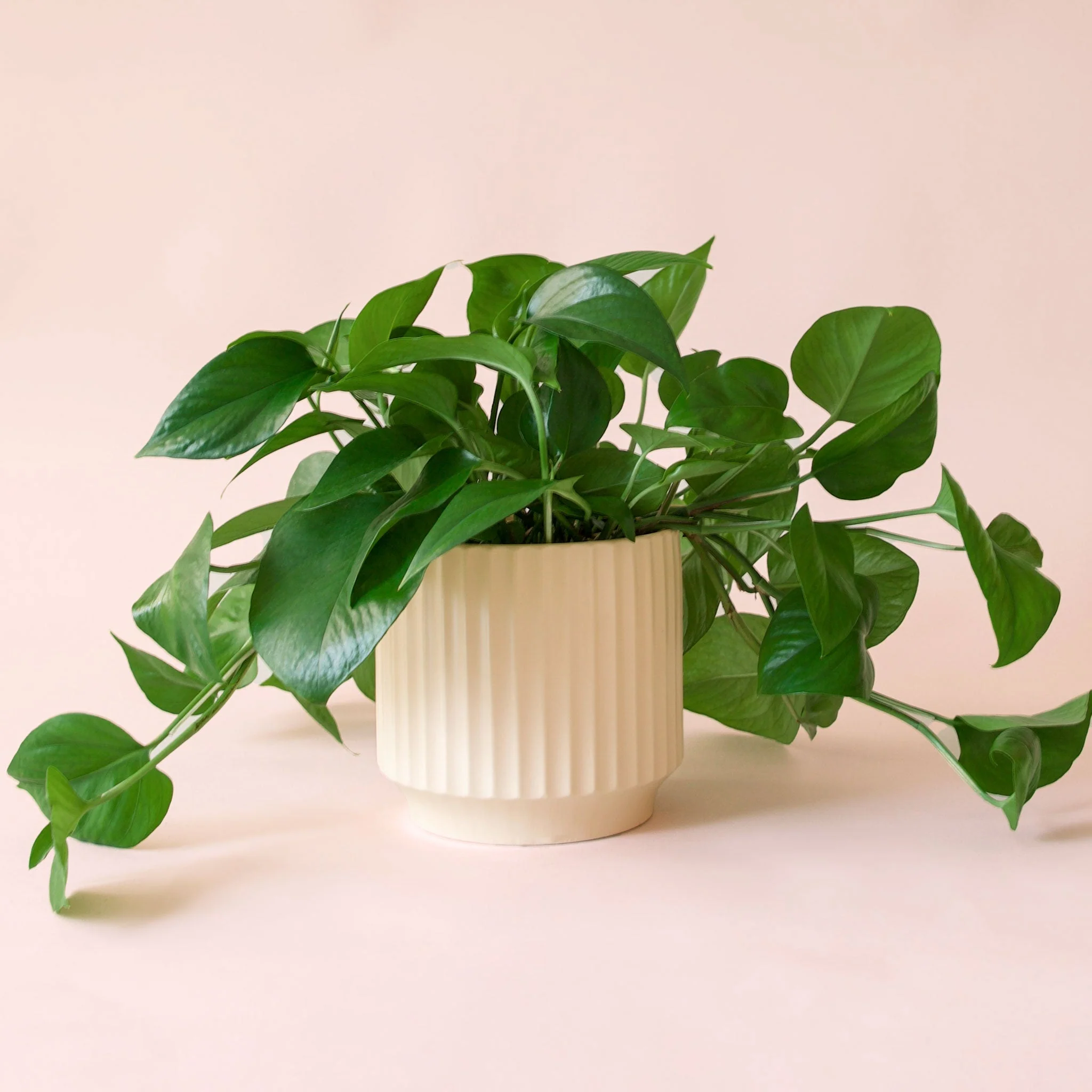 Pothos | Green - Image 25