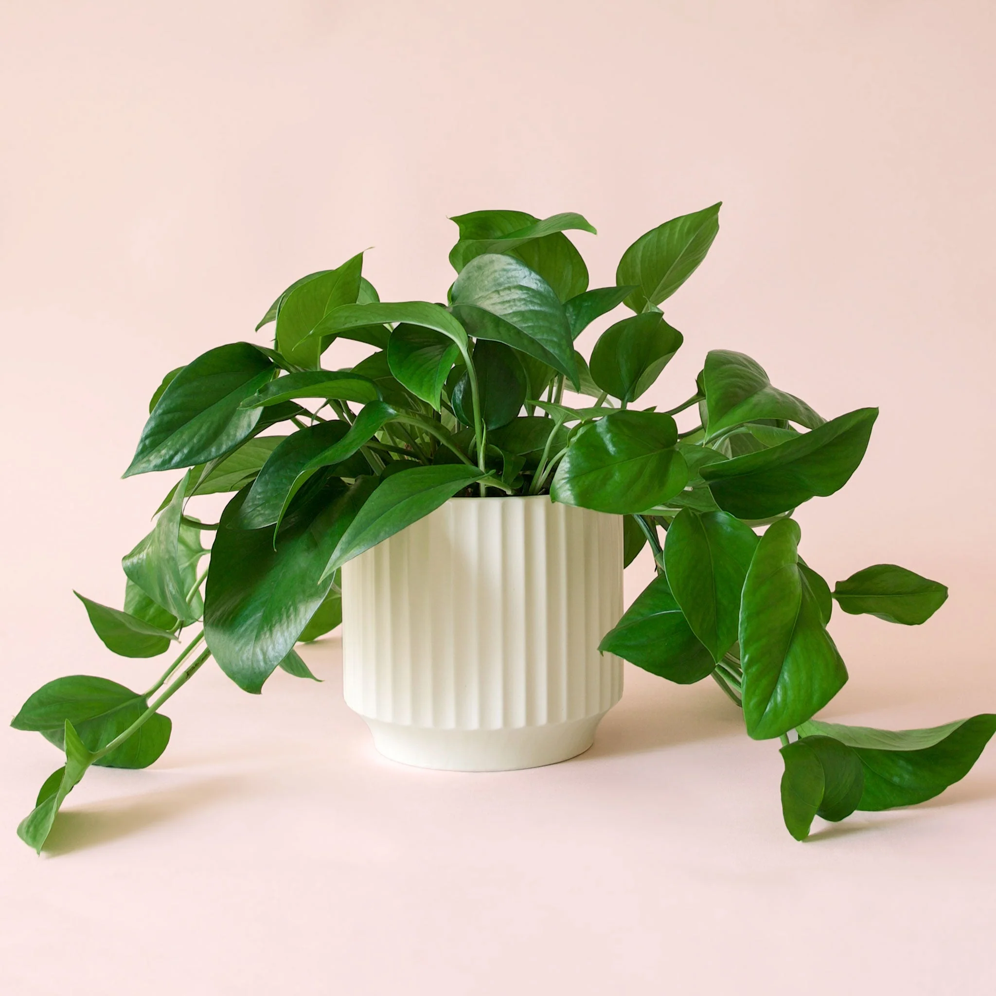 Pothos | Green - Image 26
