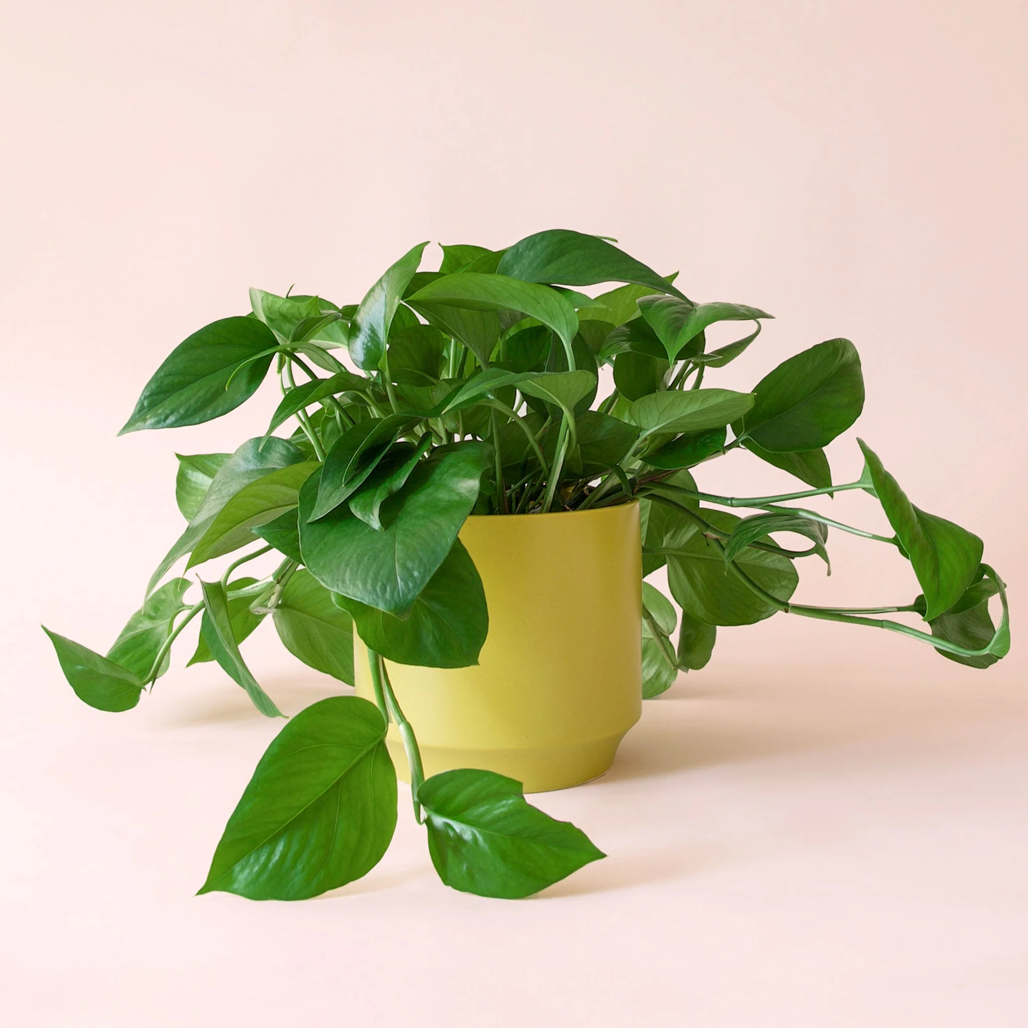 Pothos | Green - Image 27