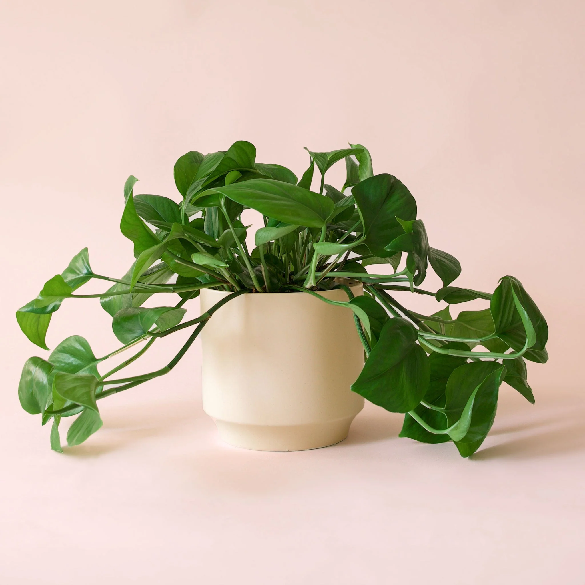 Pothos | Green - Image 28