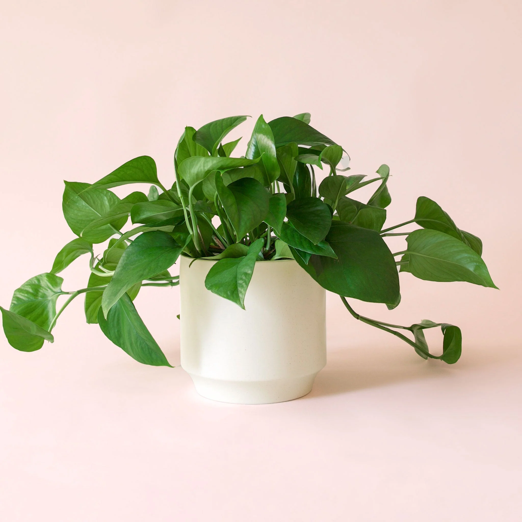 Pothos | Green - Image 29