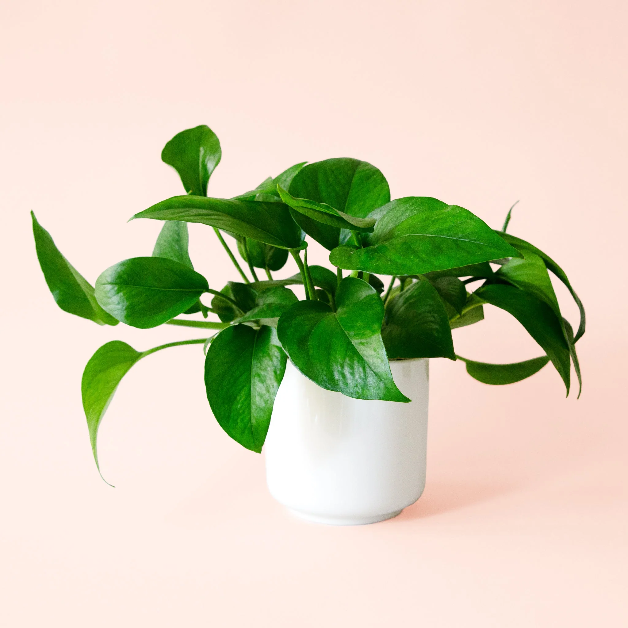 Pothos | Green - Image 3