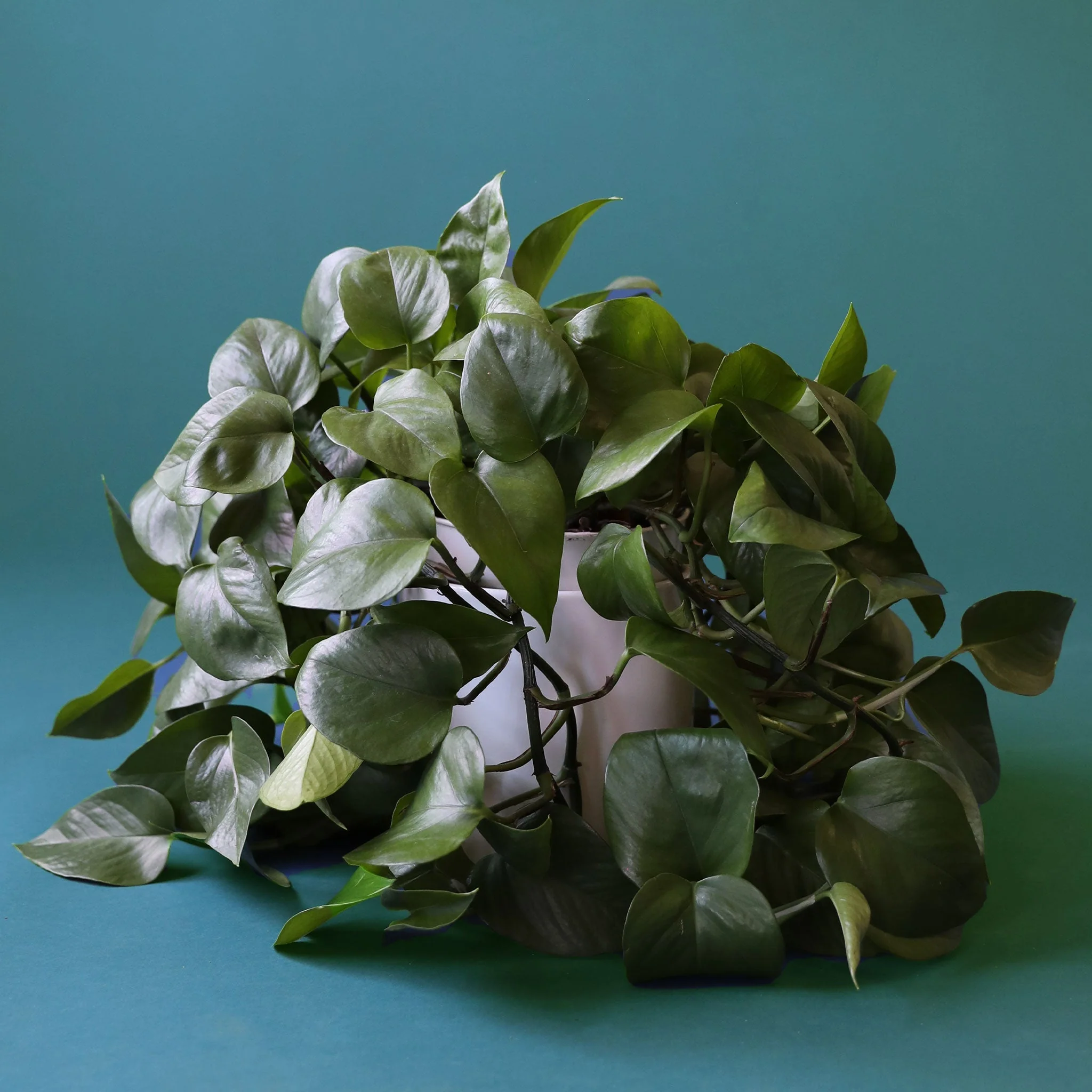 Pothos | Green - Image 31