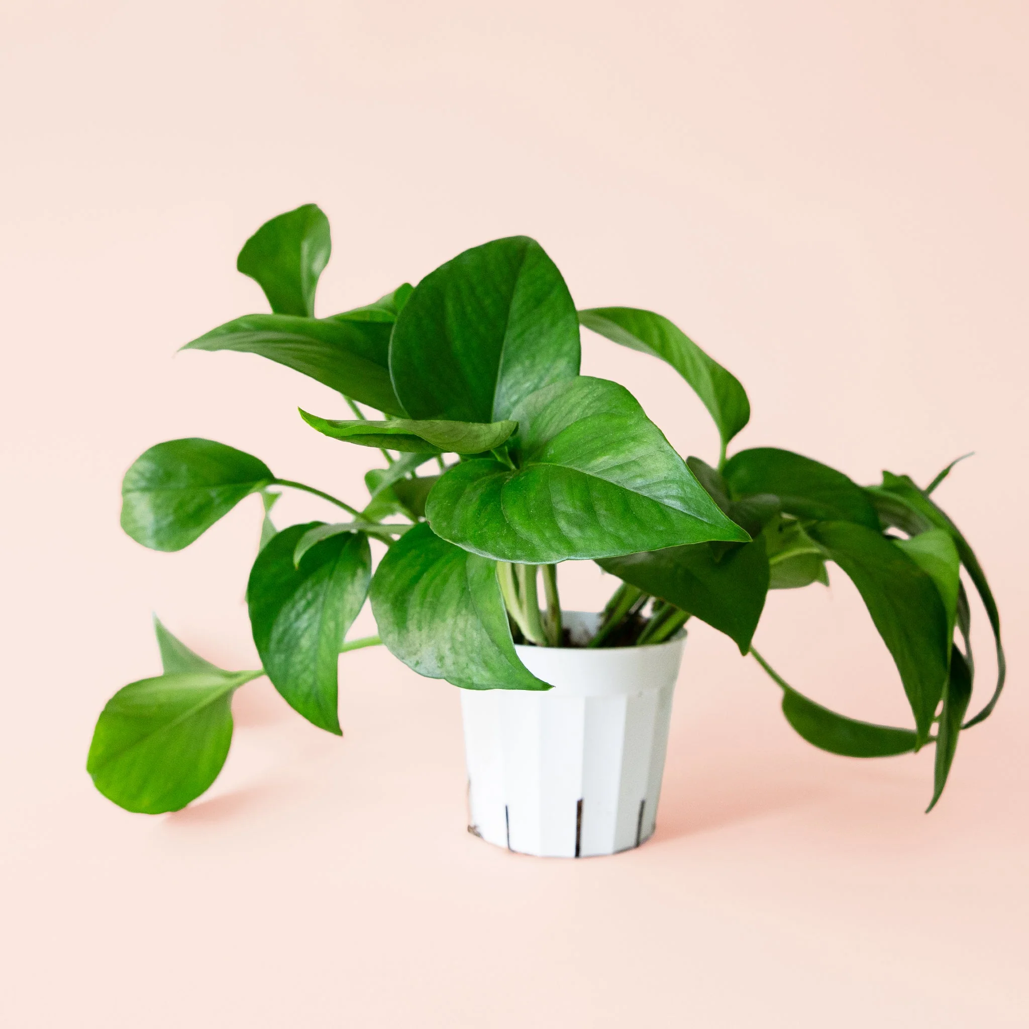 Pothos | Green - Image 4
