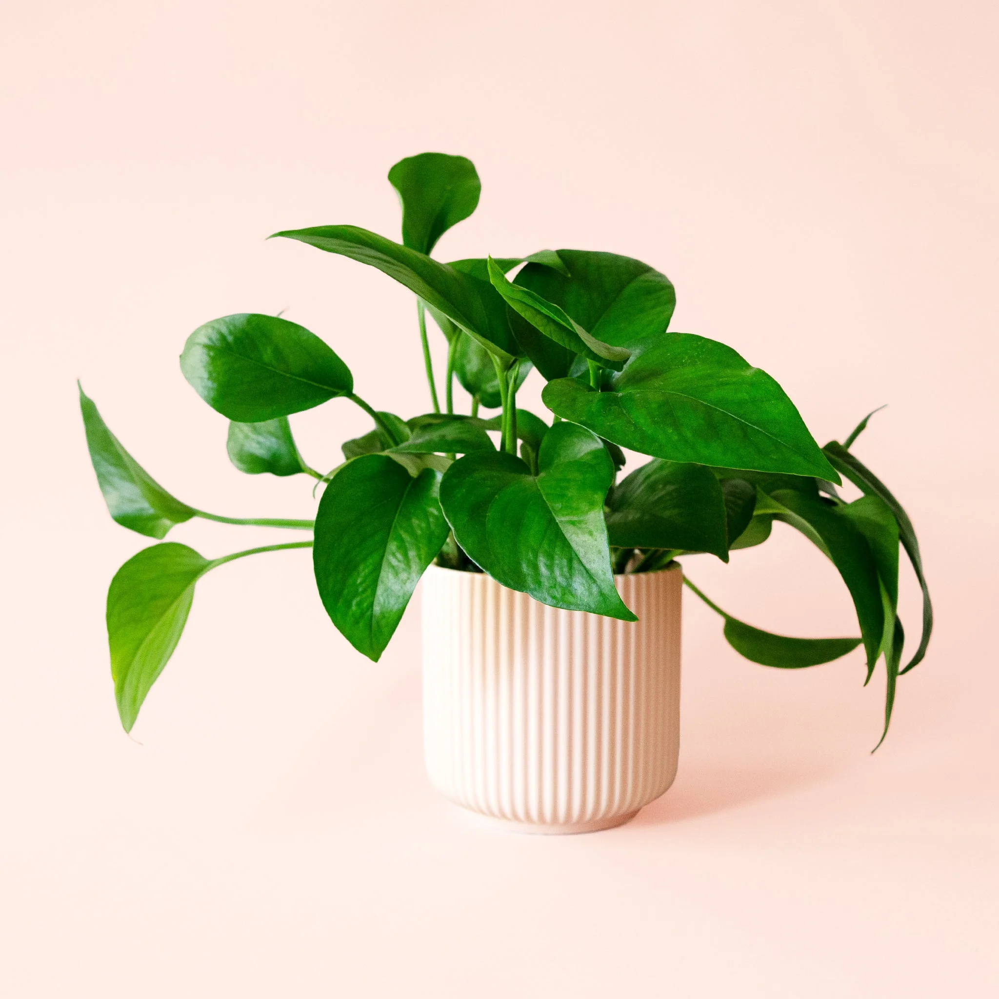 Pothos | Green - Image 5