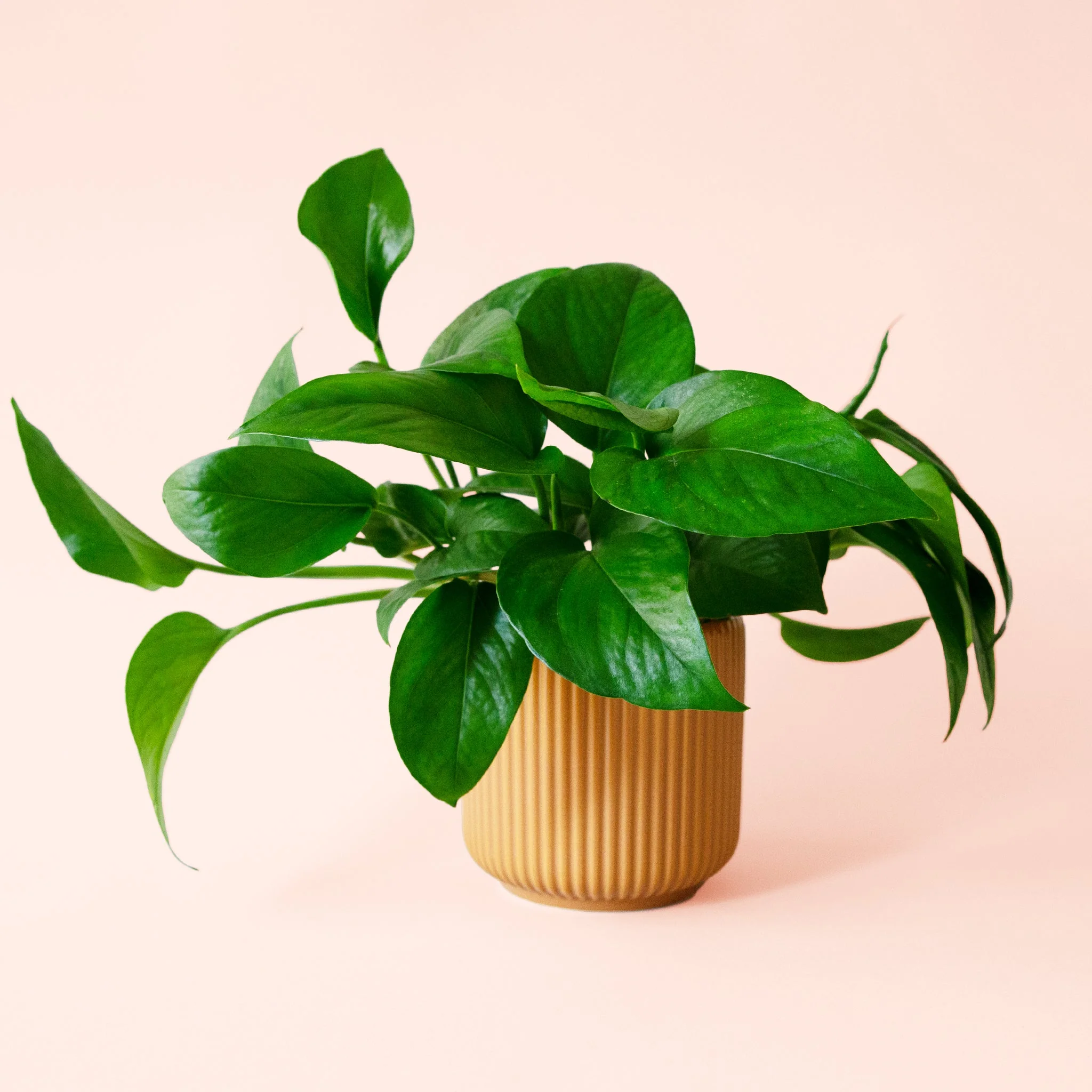 Pothos | Green - Image 6