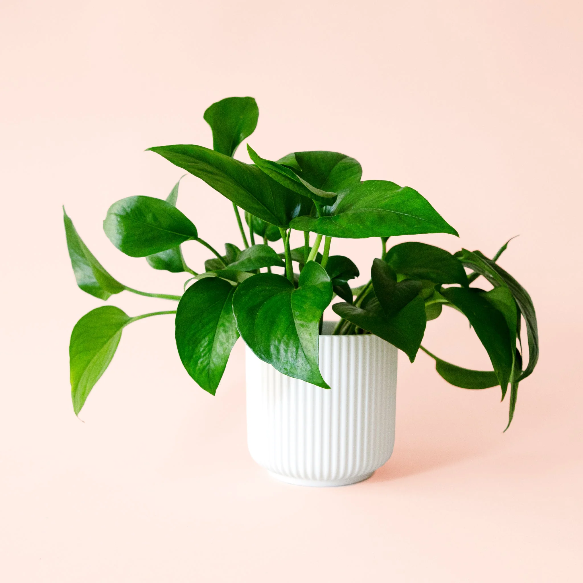 Pothos | Green - Image 7
