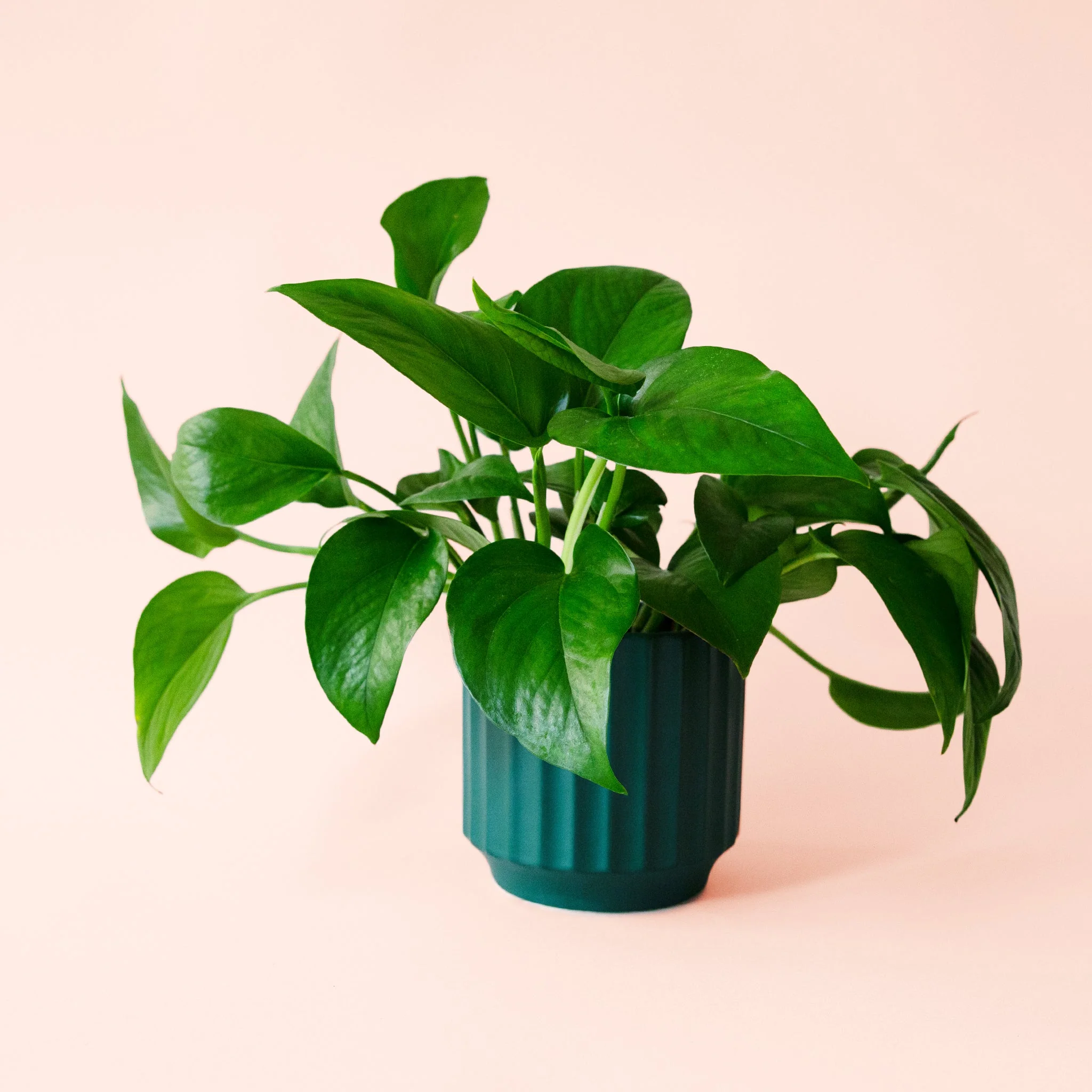 Pothos | Green - Image 9
