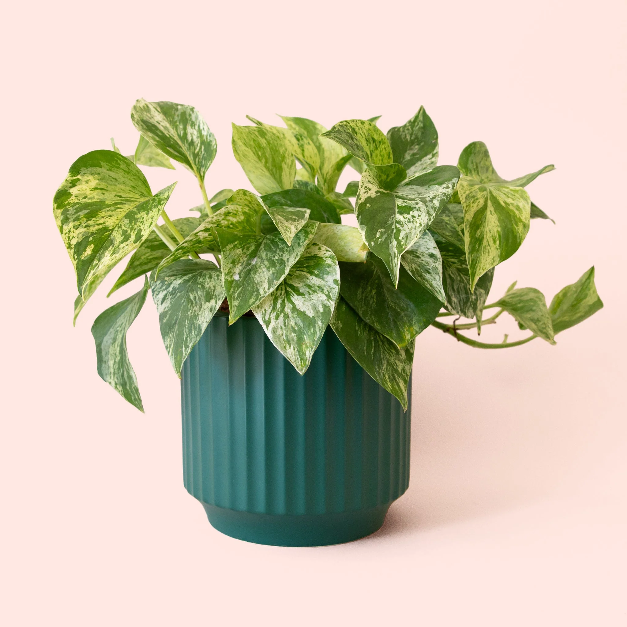 Pothos | Marble Queen - Image 10