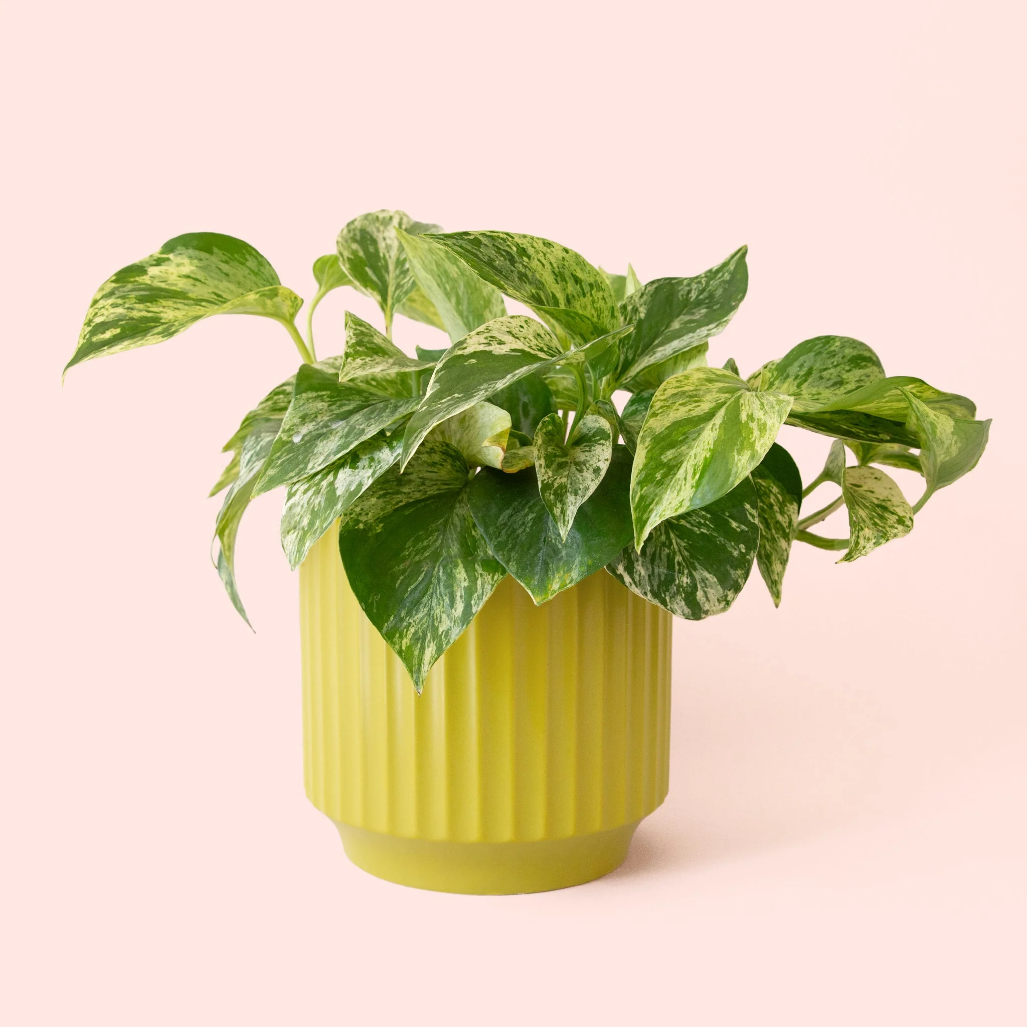 Pothos | Marble Queen - Image 11