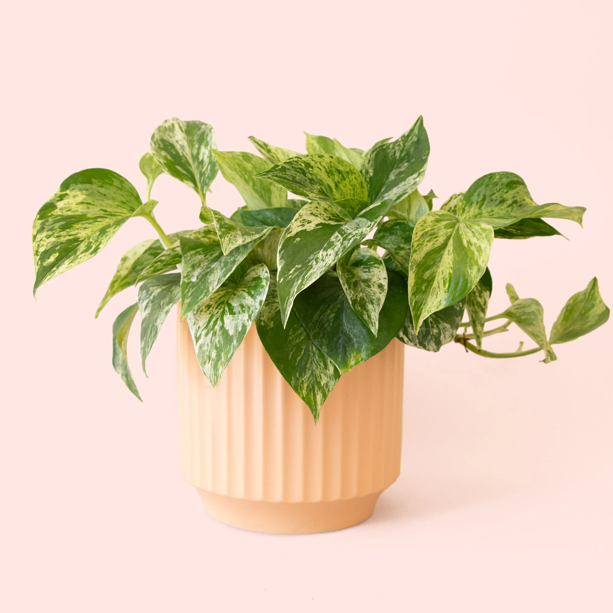 Pothos | Marble Queen - Image 12