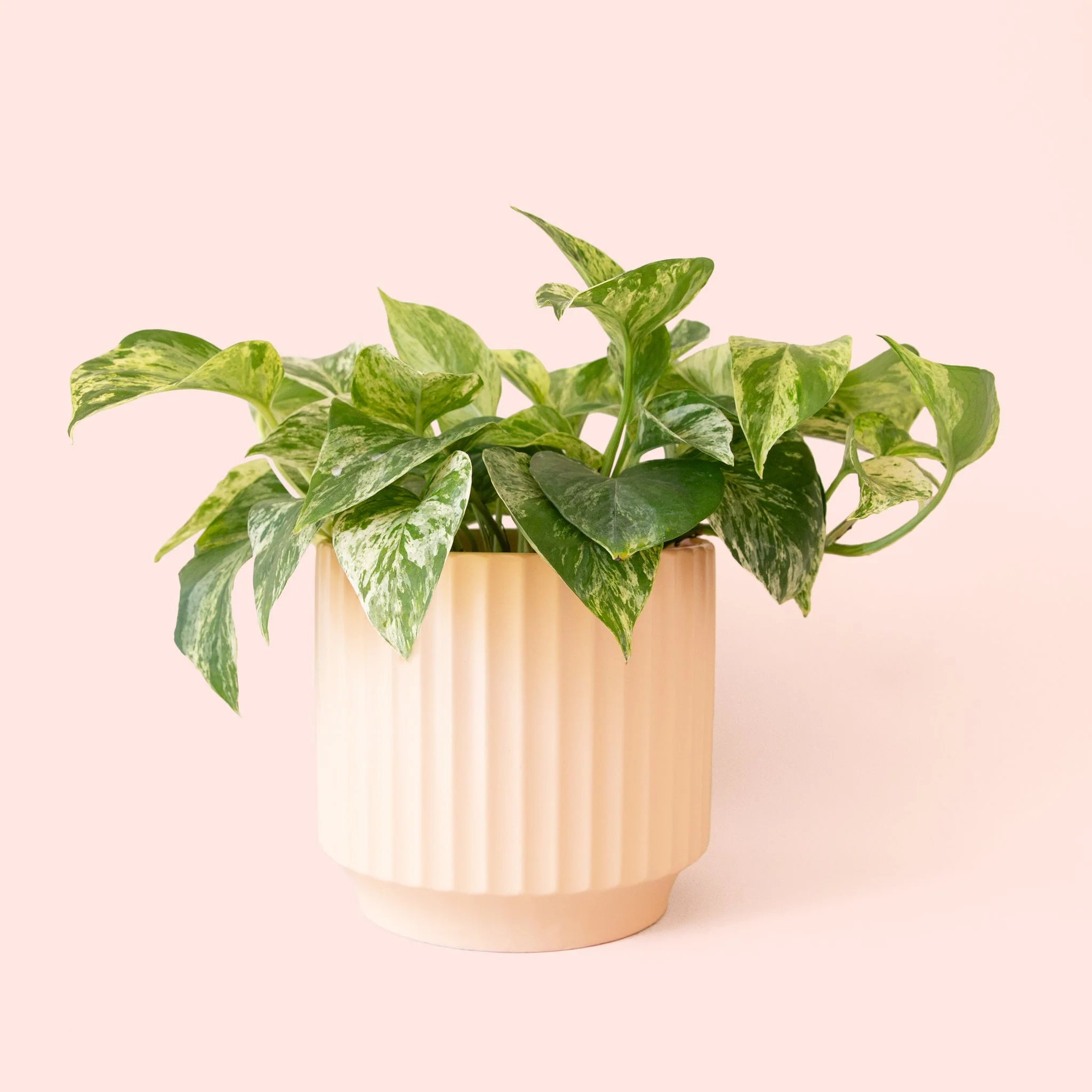 Pothos | Marble Queen - Image 13