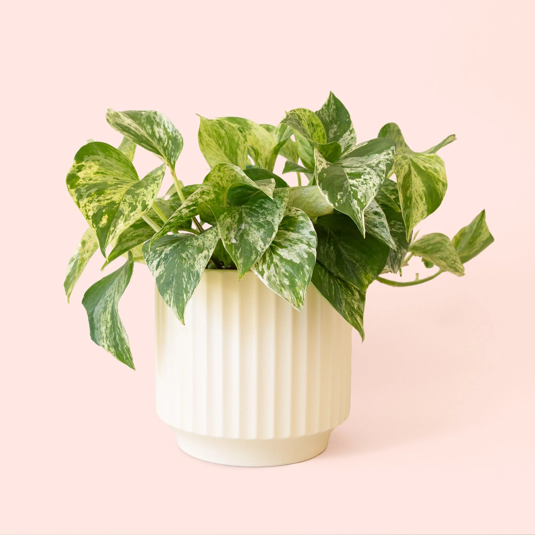 Pothos | Marble Queen - Image 14