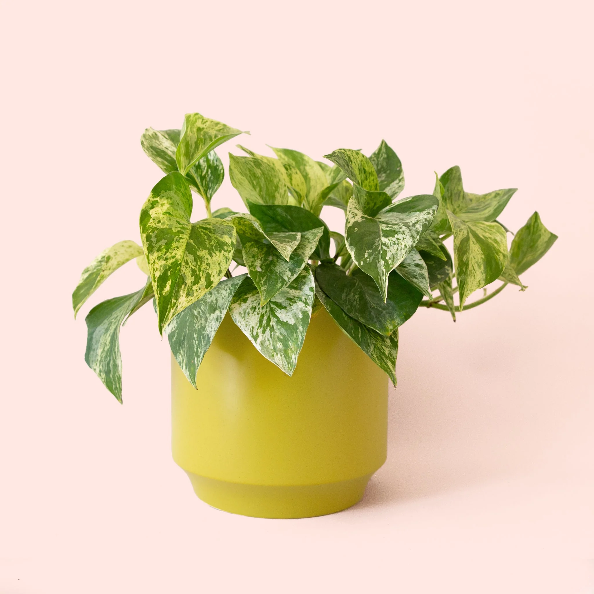 Pothos | Marble Queen - Image 15