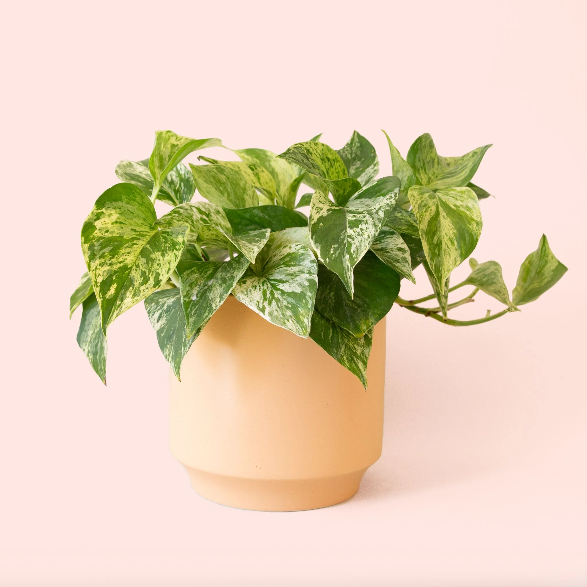 Pothos | Marble Queen - Image 16