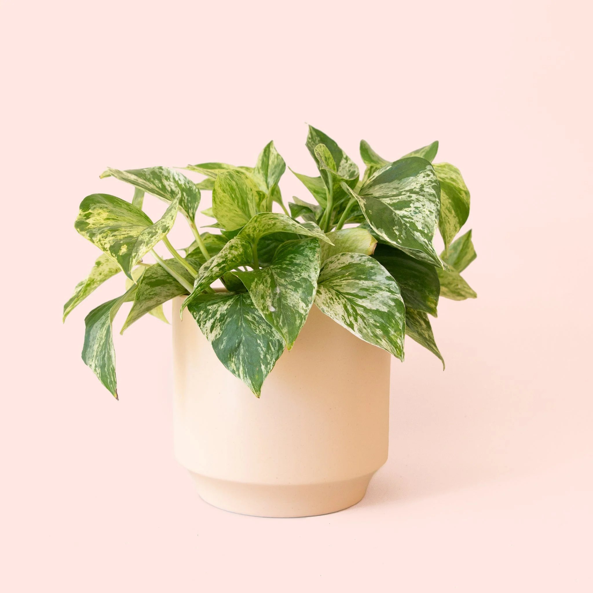 Pothos | Marble Queen - Image 17