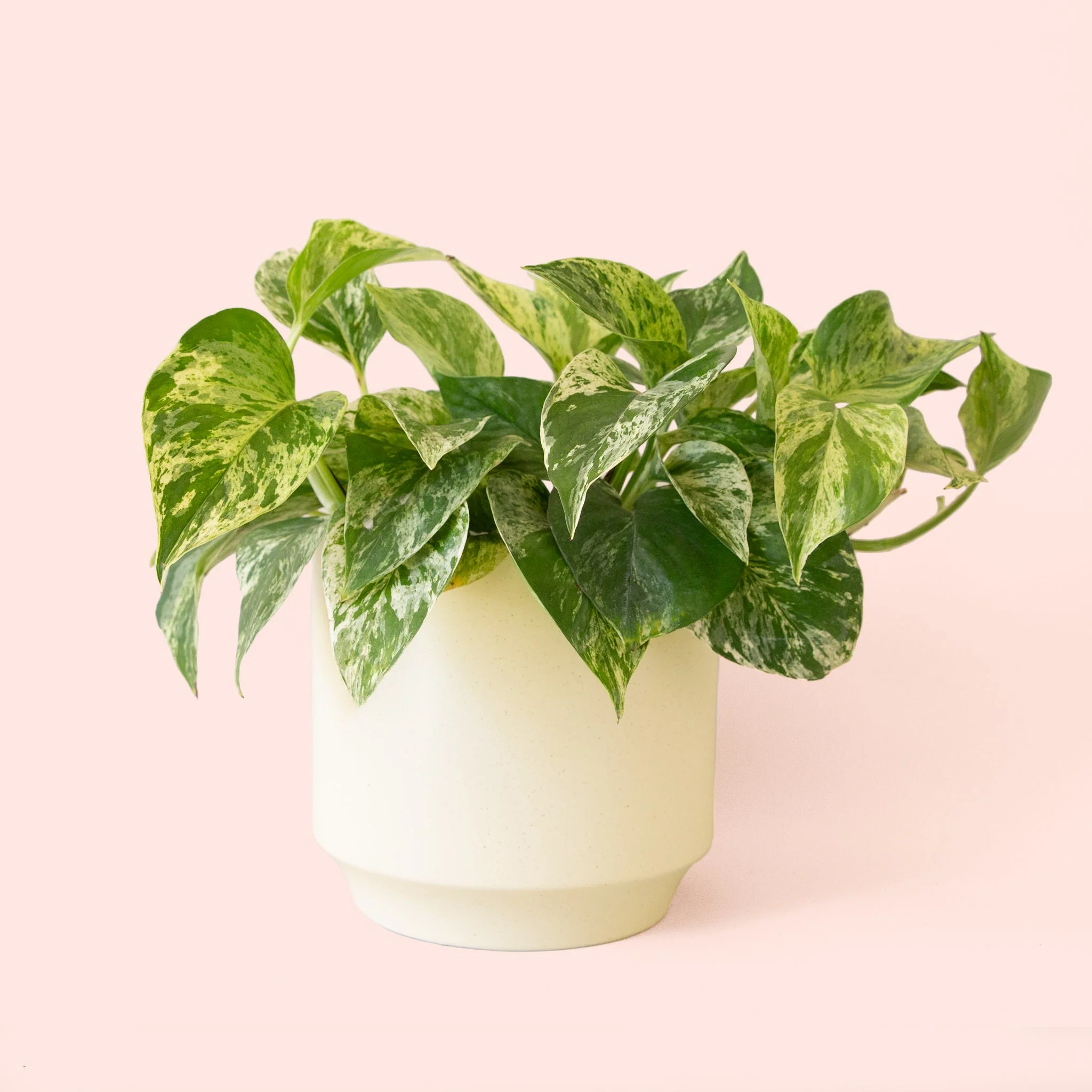 Pothos | Marble Queen - Image 18