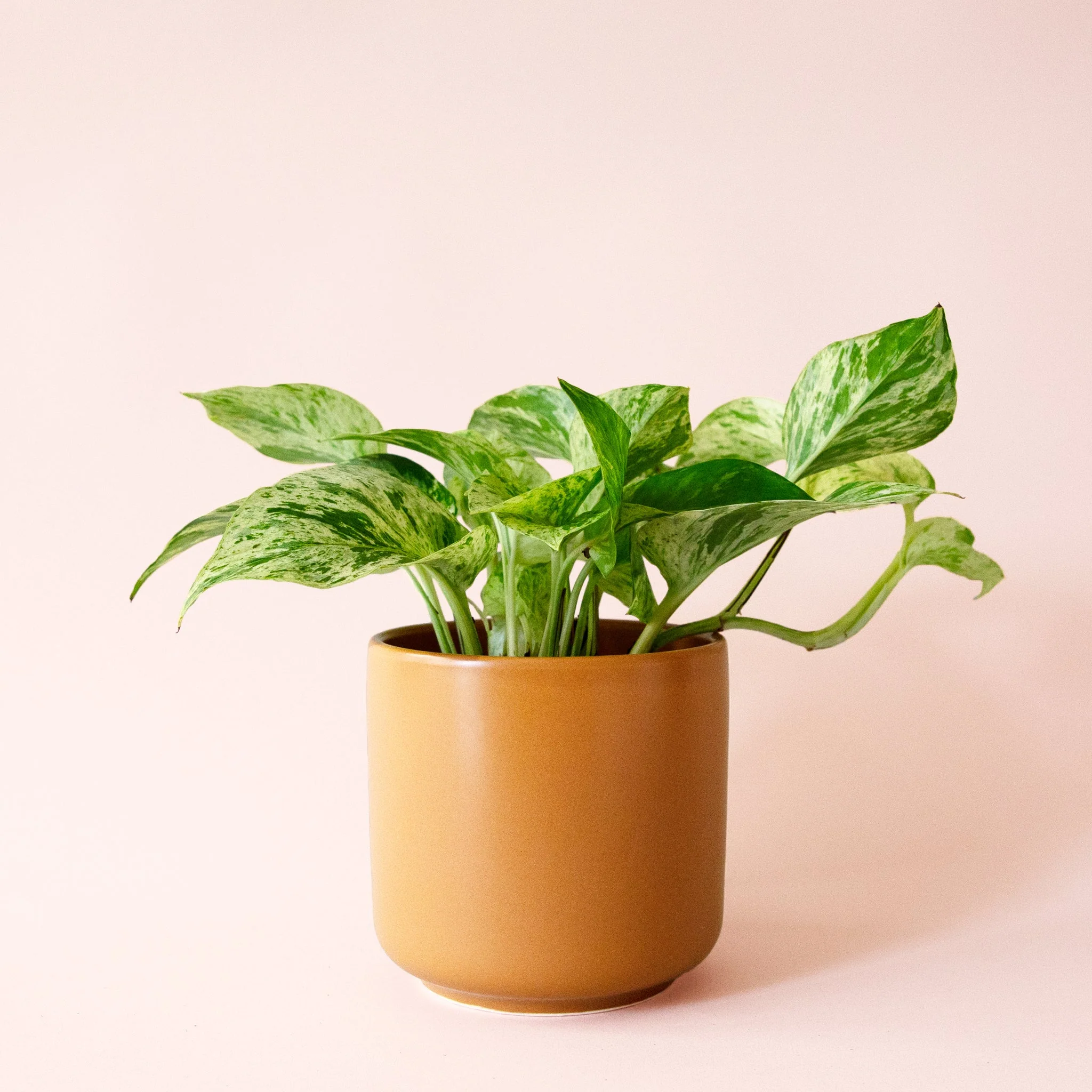 Pothos | Marble Queen - Image 19