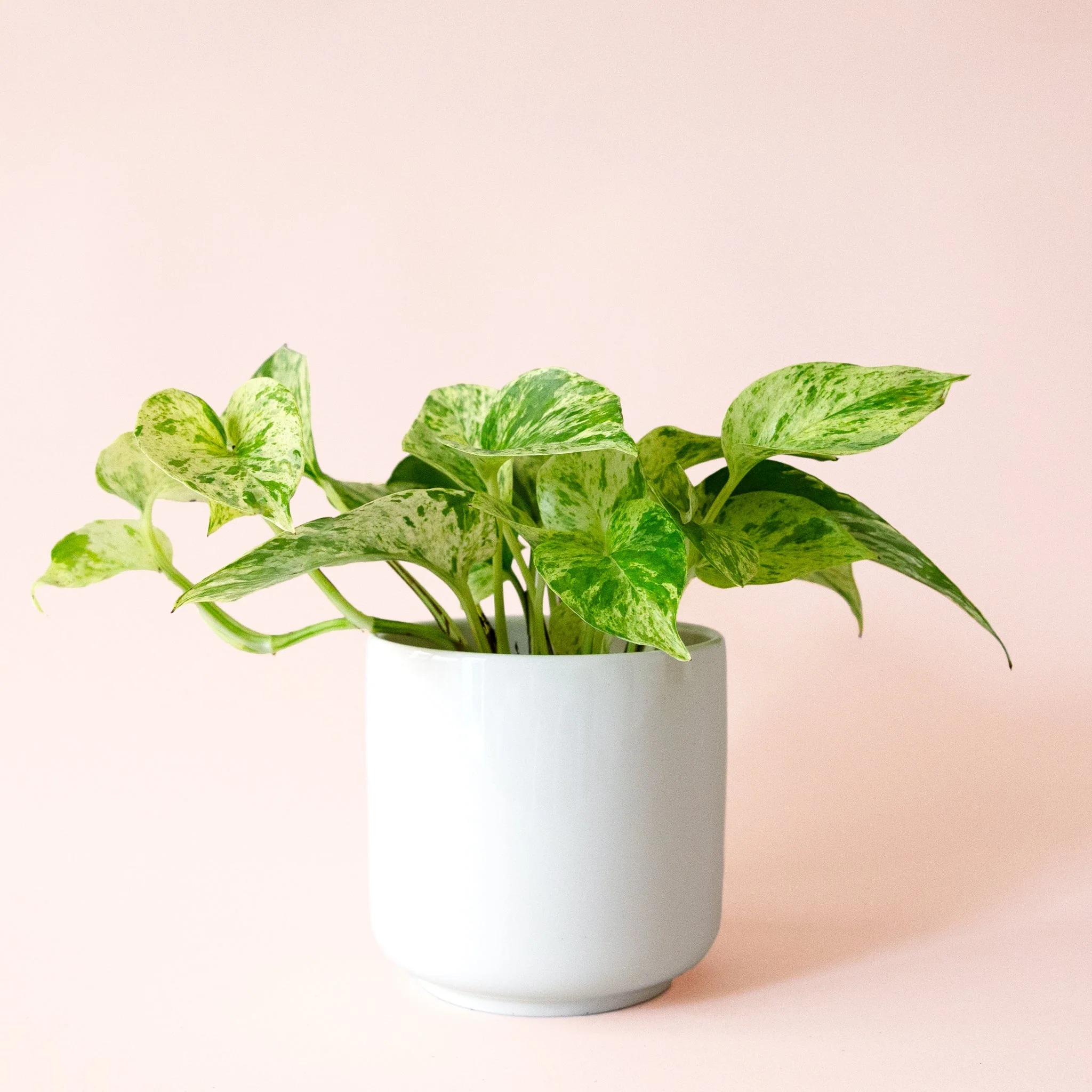 Pothos | Marble Queen - Image 20