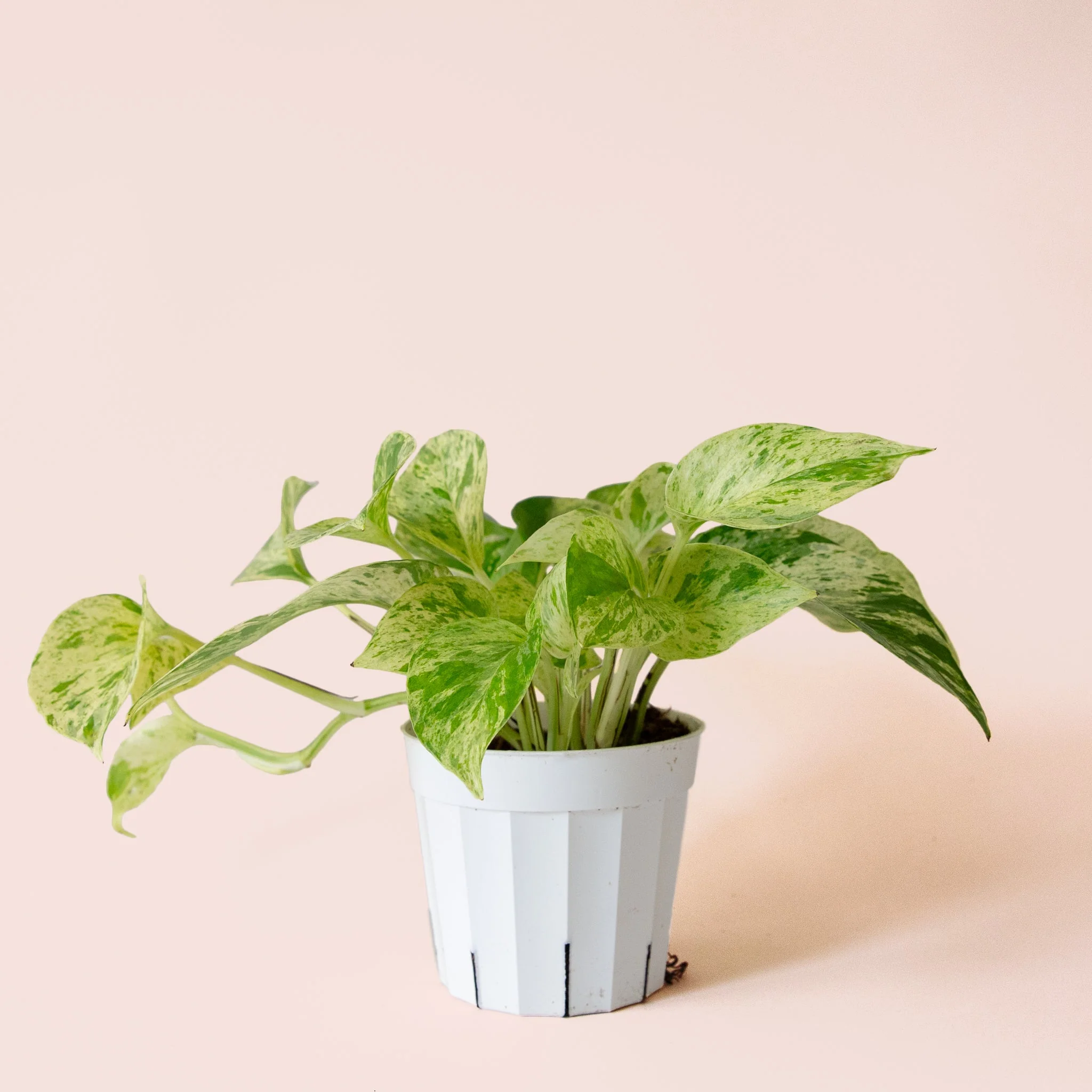 Pothos | Marble Queen - Image 21