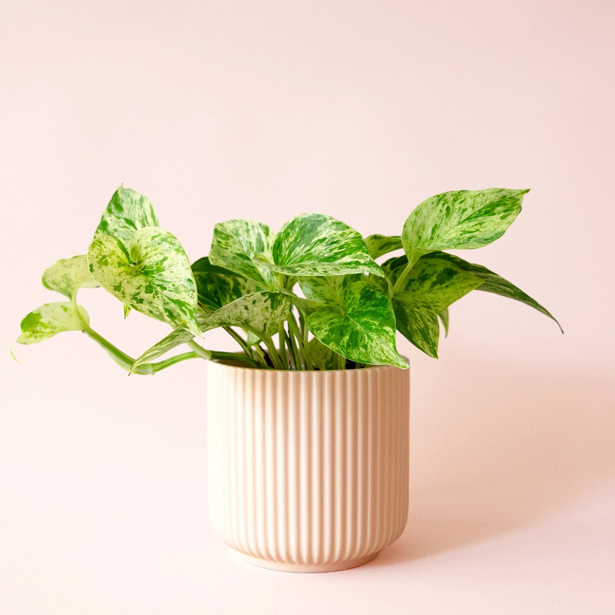 Pothos | Marble Queen - Image 22